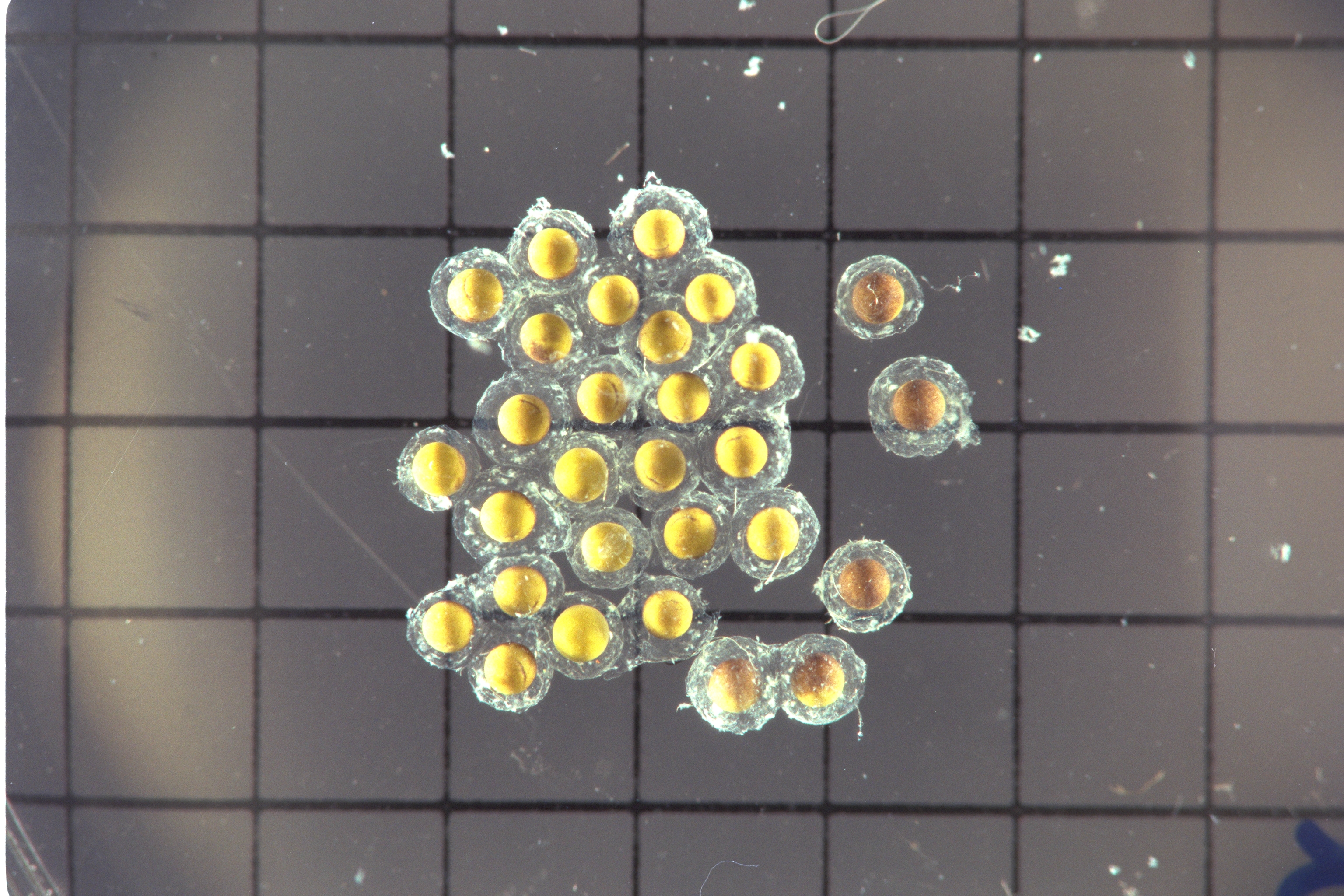 ARC-1992-AC92-0552-258