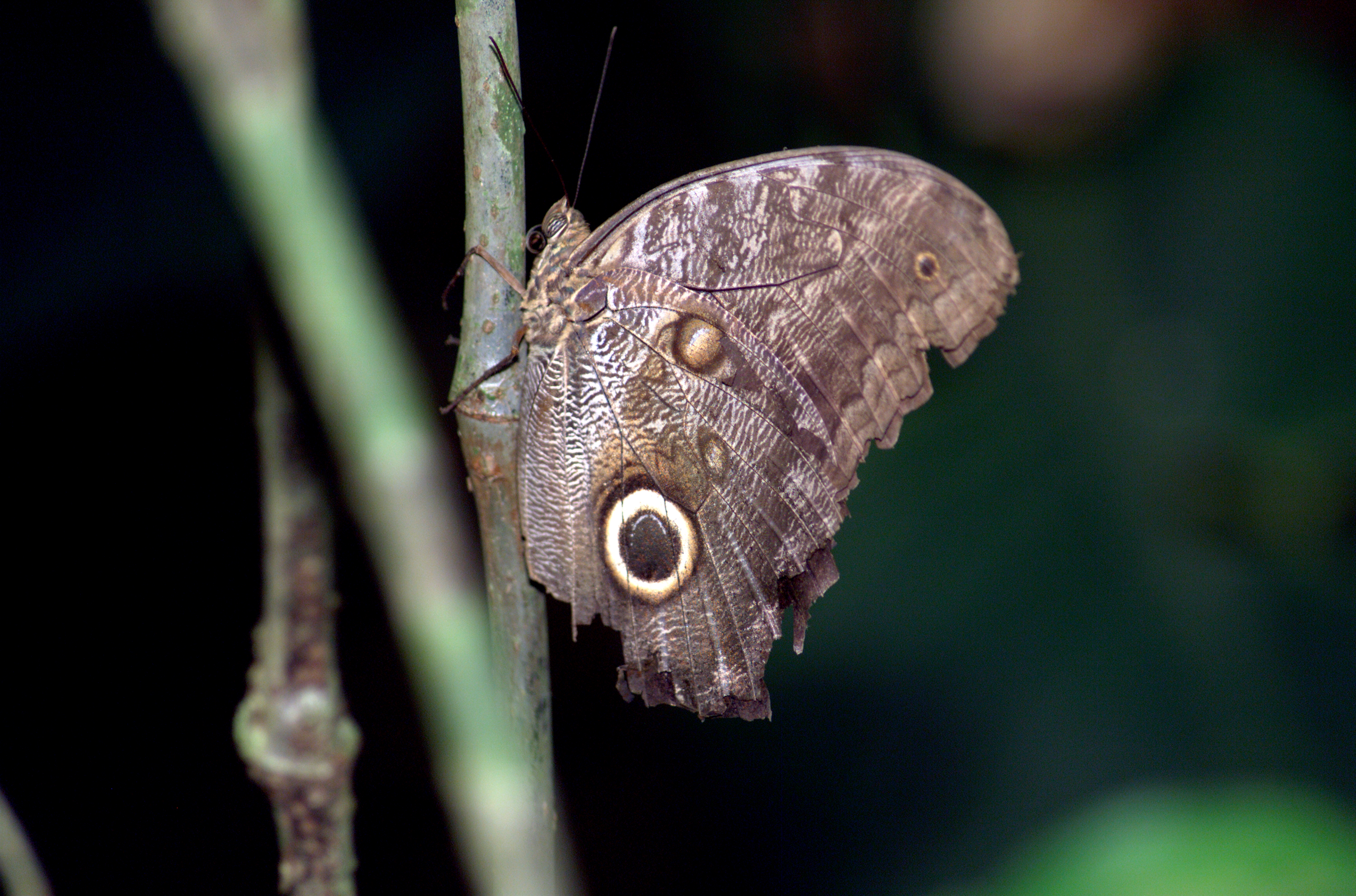 A butterfly photographed in the La Selva region of the Costa Rican rain forest as part of NASA's AirSAR 2004 Mesoamerica campaign