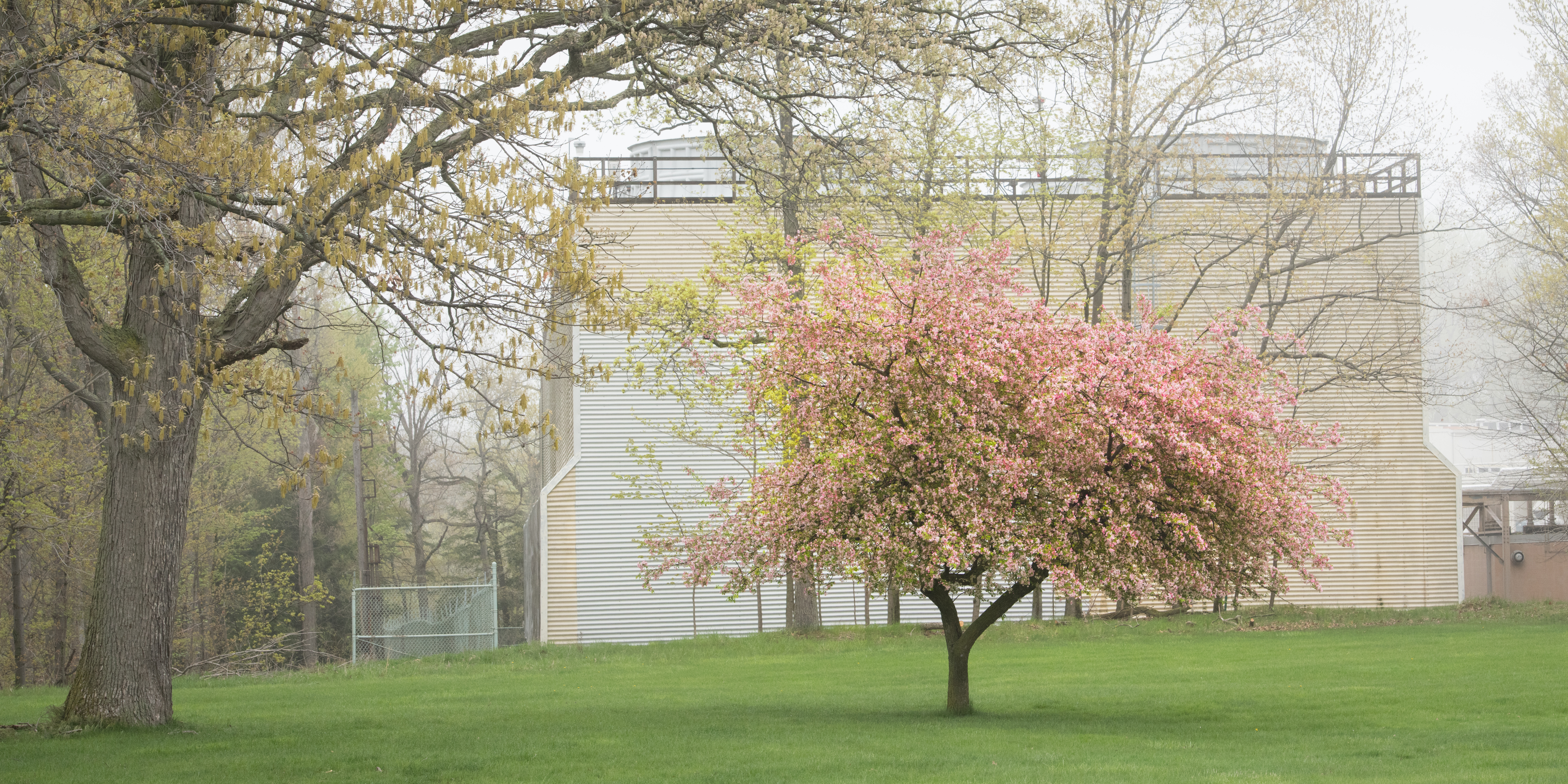 Flowering Crab Apple Tree in full Bloom in front of the Propulsi