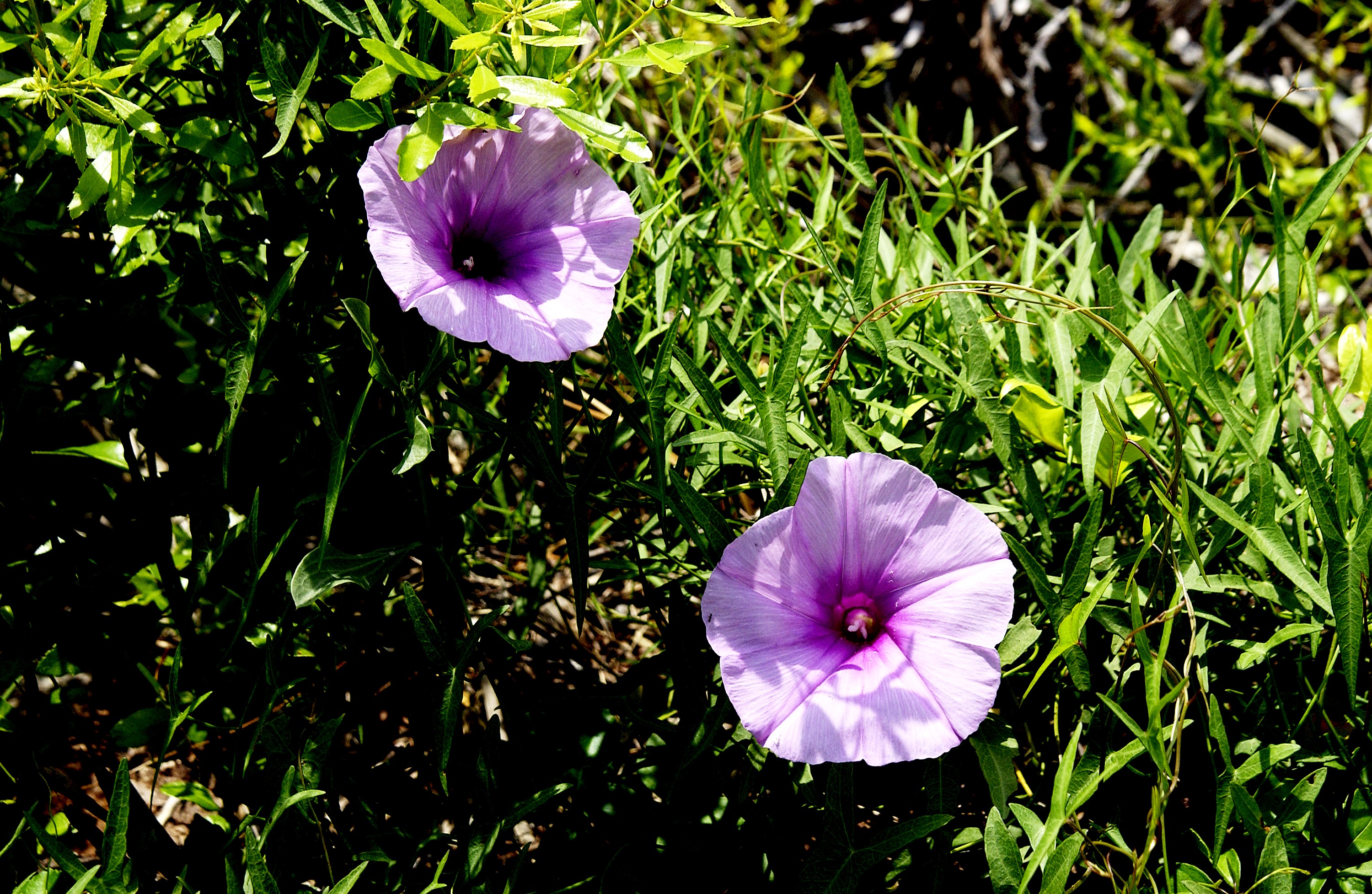 KENNEDY SPACE CENTER, FLA. - Wildflowers resembling petunias stand out against the deep green of the marsh foliage at KSC, which shares a boundary with the National Merritt Island Wildlife Refuge. Approximately one half of the Refuge's 140,000 acres consists of brackish estuaries and marshes. The remaining lands consist of coastal dunes, scrub oaks, pine forests and flatwoods, and palm and oak hammocks.