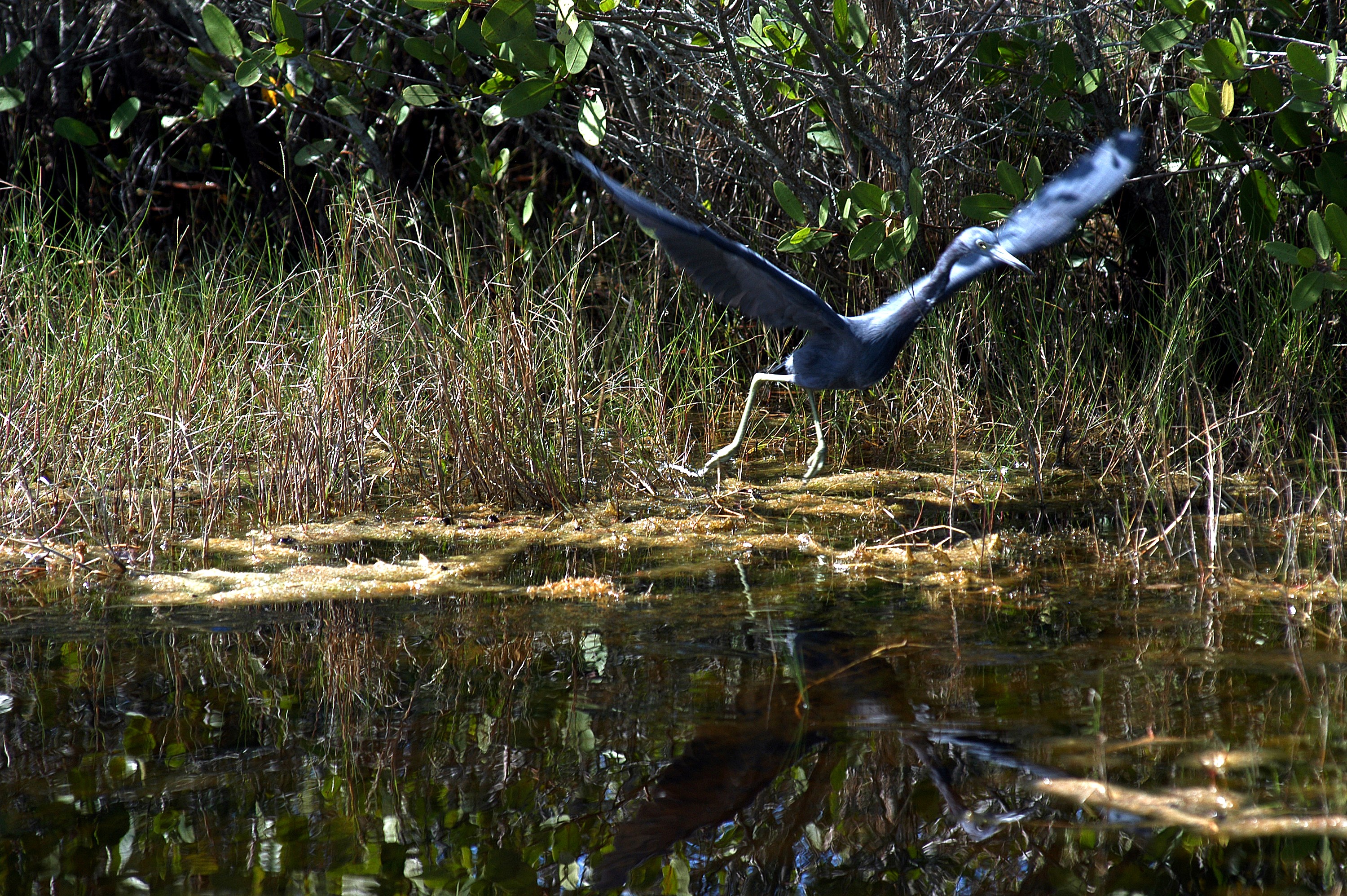 KENNEDY SPACE CENTER, FLA. - A great blue heron swoops down for a landing on the water near KSC. The heron is one of 310 species of birds that inhabit the National Merritt Island Wildlife Refuge, which shares a boundary with KSC. The marshes and open water of the refuge also provide wintering areas for 23 species of migratory waterfowl, as well as a year-round home for great blue herons, great egrets, wood storks, cormorants, brown pelicans and other species of marsh and shore birds.