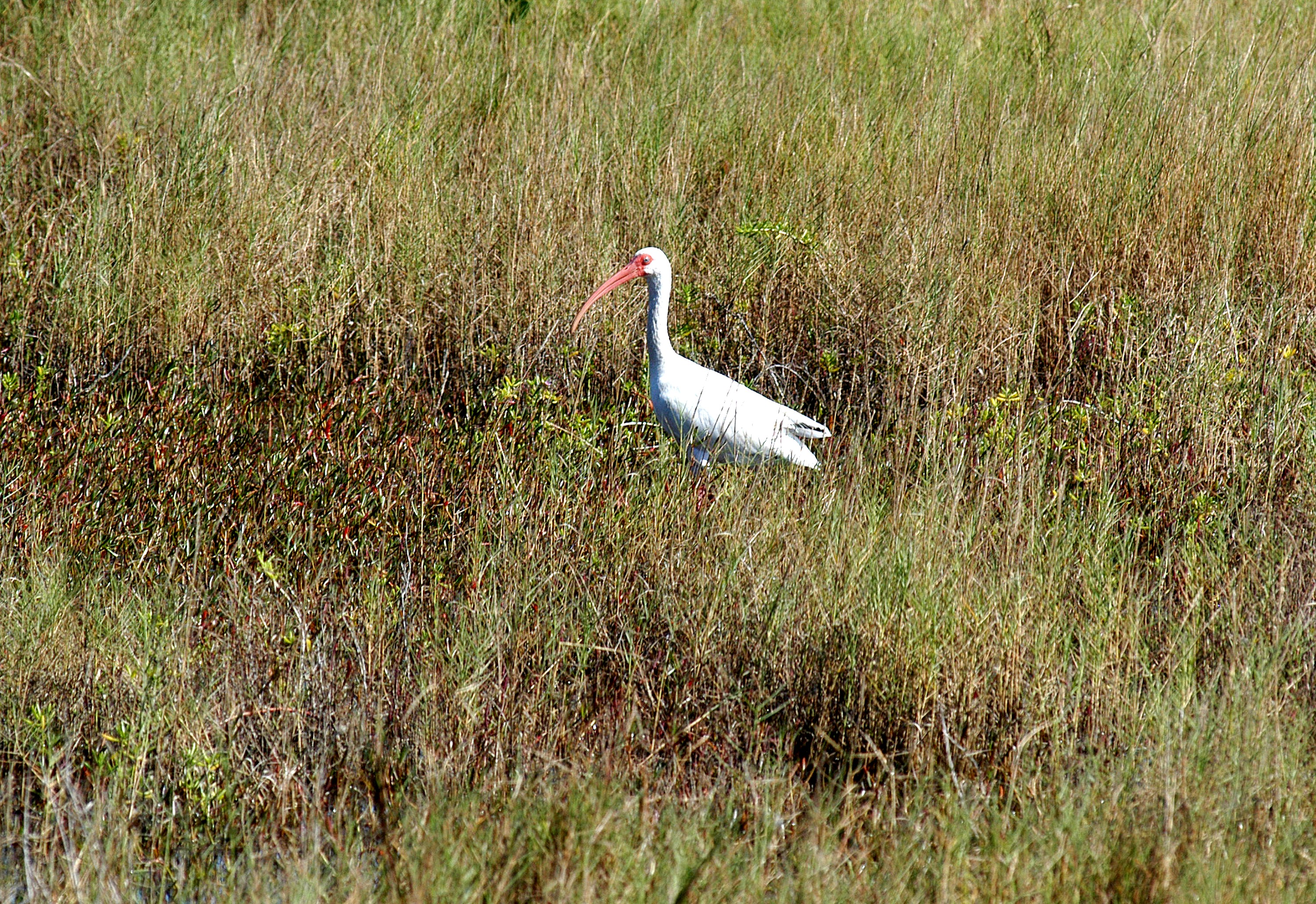 KENNEDY SPACE CENTER, FLA. - A great white heron silently waits in the tall grass within KSC. The heron is one of 310 species of birds that inhabit the National Merritt Island Wildlife Refuge, which shares a boundary with KSC. The marshes and open water of the refuge also provide wintering areas for 23 species of migratory waterfowl, as well as a year-round home for great blue herons, great egrets, wood storks, cormorants, brown pelicans and other species of marsh and shore birds.