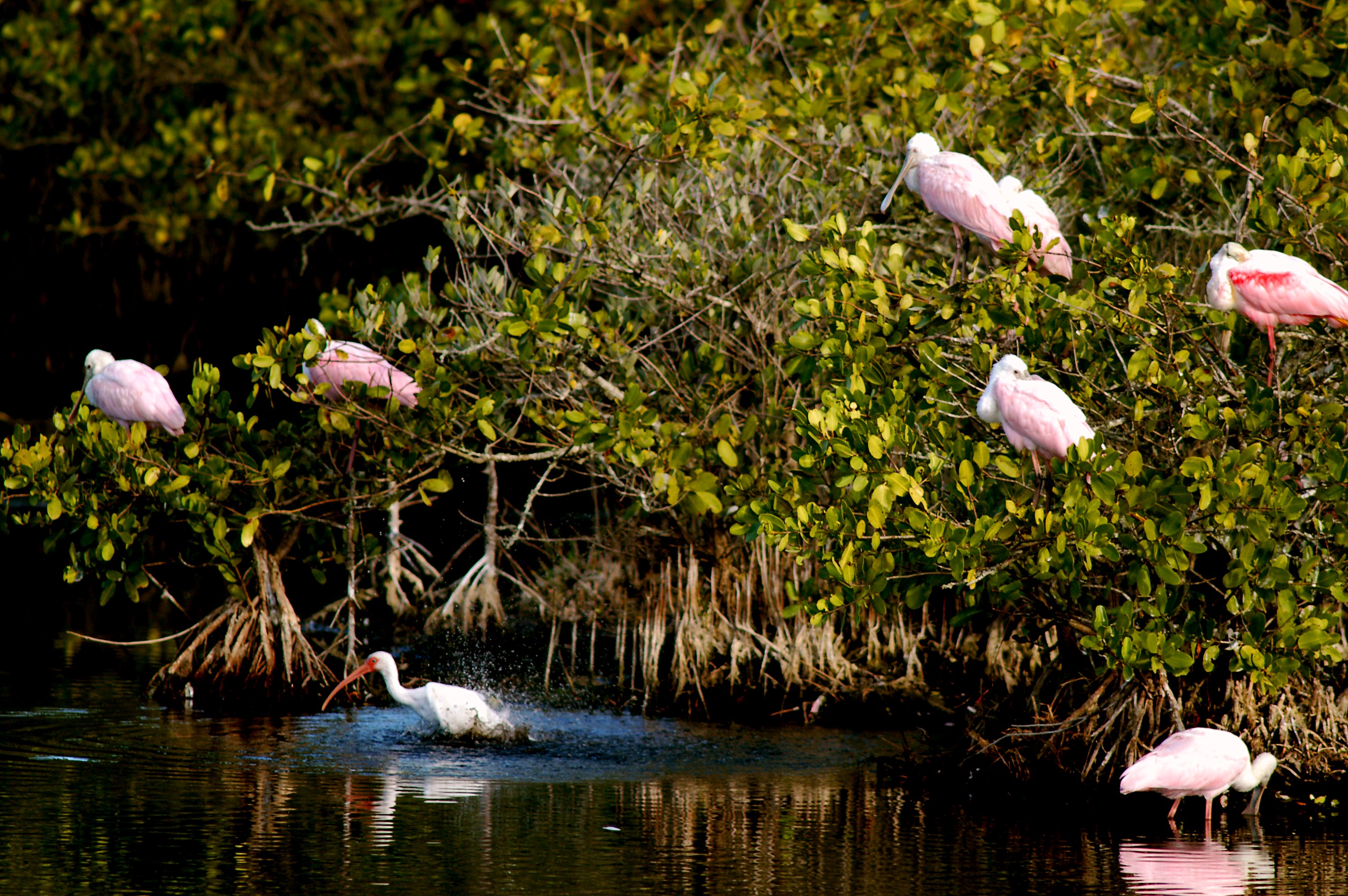 KENNEDY SPACE CENTER, FLA. -- A lone white ibis shares its watery hunting ground with a group of roseate spoonbills near KSC. Spoonbills prefer to inhabit mangroves, ranging from the coasts of southern Florida, Louisiana and Texas, to the West Indies, Mexico, Central and South America. They feed on shrimps and fish in shallow waters. Spoonbills are one of 310 species of birds that inhabit the Merritt Island National Wildlife Refuge, which shares a boundary with KSC. The marshes and open water of the refuge also provide wintering areas for 23 species of migratory waterfowl, as well as a year-round home for great blue herons, great egrets, wood storks, cormorants, brown pelicans and other species of marsh and shore birds.