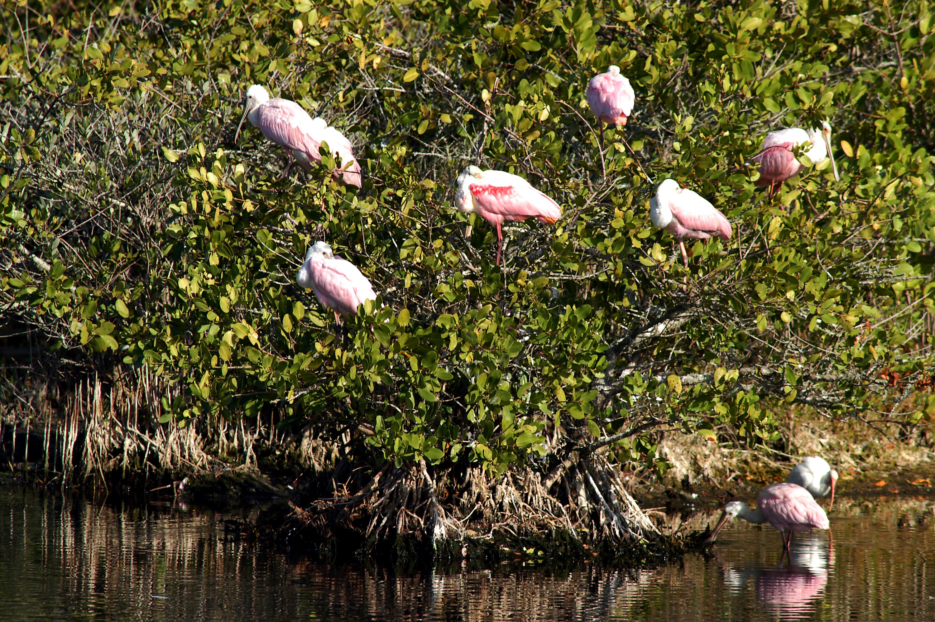 KENNEDY SPACE CENTER, FLA. -- A group of roseate spoonbills share their watery hunting ground with a lone white ibis near KSC. Spoonbills prefer to inhabit mangroves, ranging from the coasts of southern Florida, Louisiana and Texas, to the West Indies, Mexico, Central and South America. They feed on shrimps and fish in shallow waters. Spoonbills are one of 310 species of birds that inhabit the Merritt Island National Wildlife Refuge, which shares a boundary with KSC. The marshes and open water of the refuge also provide wintering areas for 23 species of migratory waterfowl, as well as a year-round home for great blue herons, great egrets, wood storks, cormorants, brown pelicans and other species of marsh and shore birds.