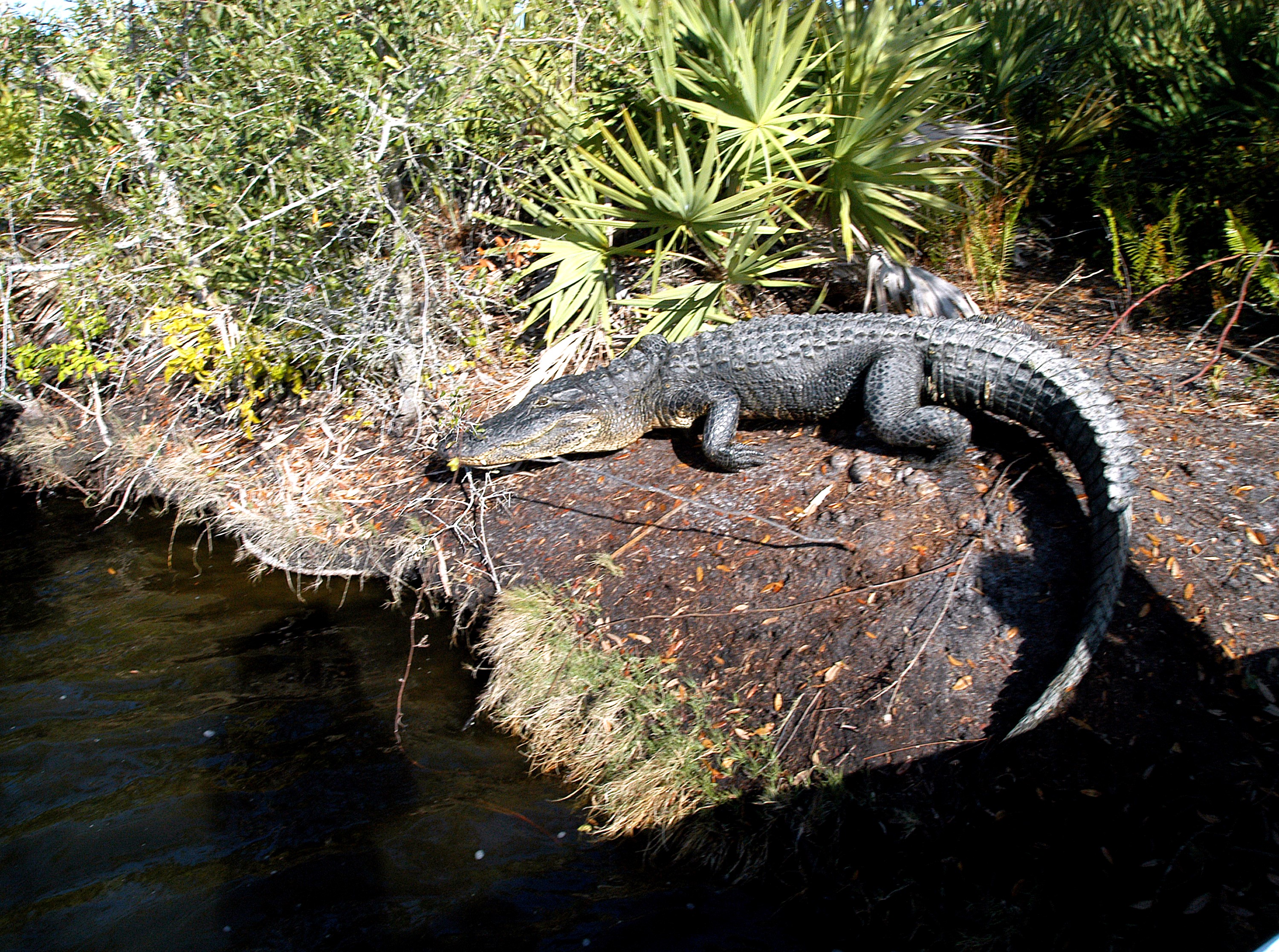 KENNEDY SPACE CENTER, FLA. - As Karen Holloway-Adkins, KSC wildlife specialist, begins a tour of the Banana River, this alligator sunning itself attracts attention. Holloway-Adkins is studying the life history of sea turtles, especially what they eat, where they lay their eggs and what factors might harm their survival. On the boat trip she is also monitoring the growth of sea grasses and algae and the water quality of estuaries and lagoons used by sea turtles and other aquatic wildlife.