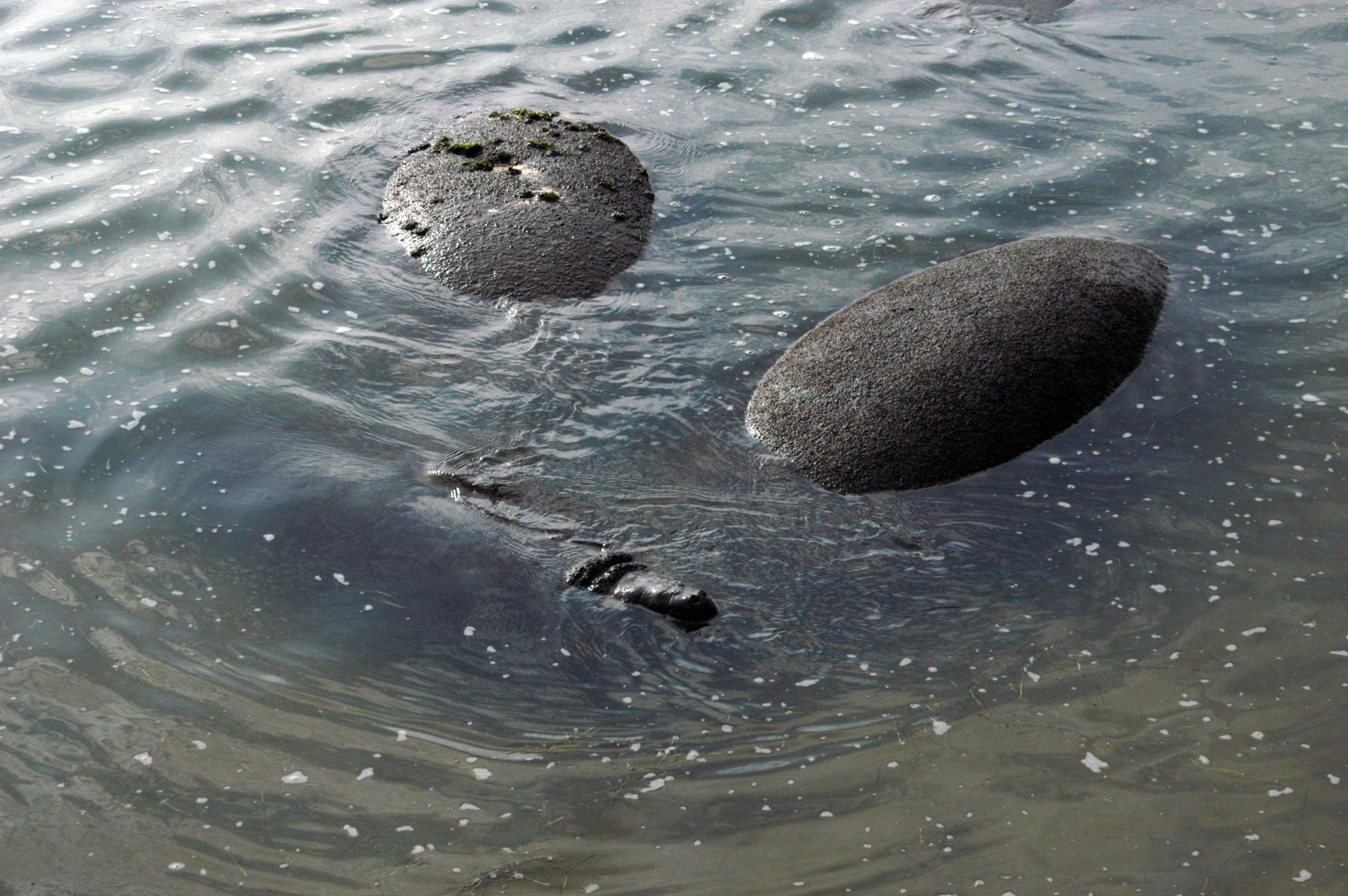 Manatees at the KSC Wildlife Refuge