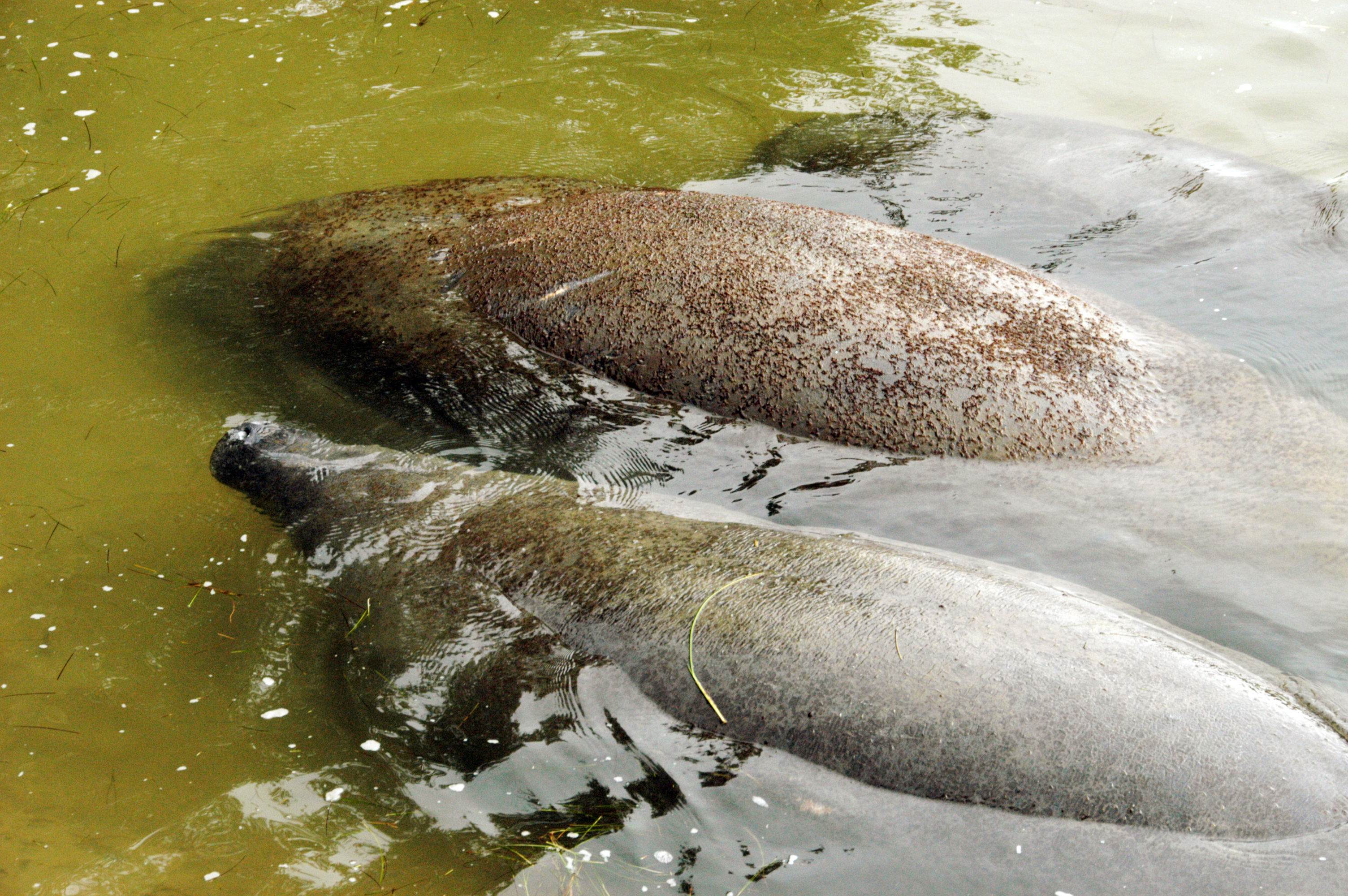 Manatees at the KSC Wildlife Refuge
