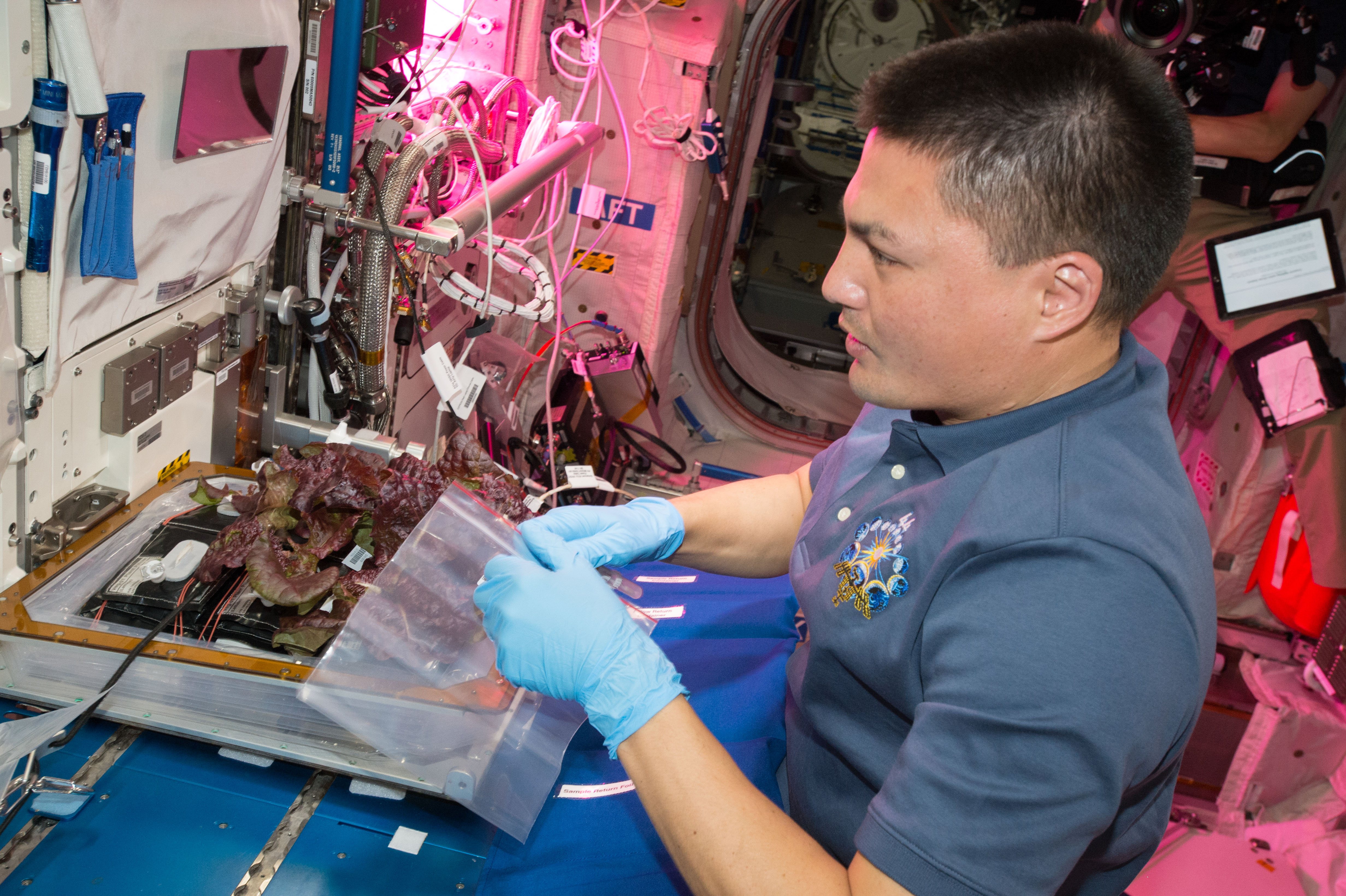 Flight Photos - VEG-01B Day 33 - Plants at Harvest