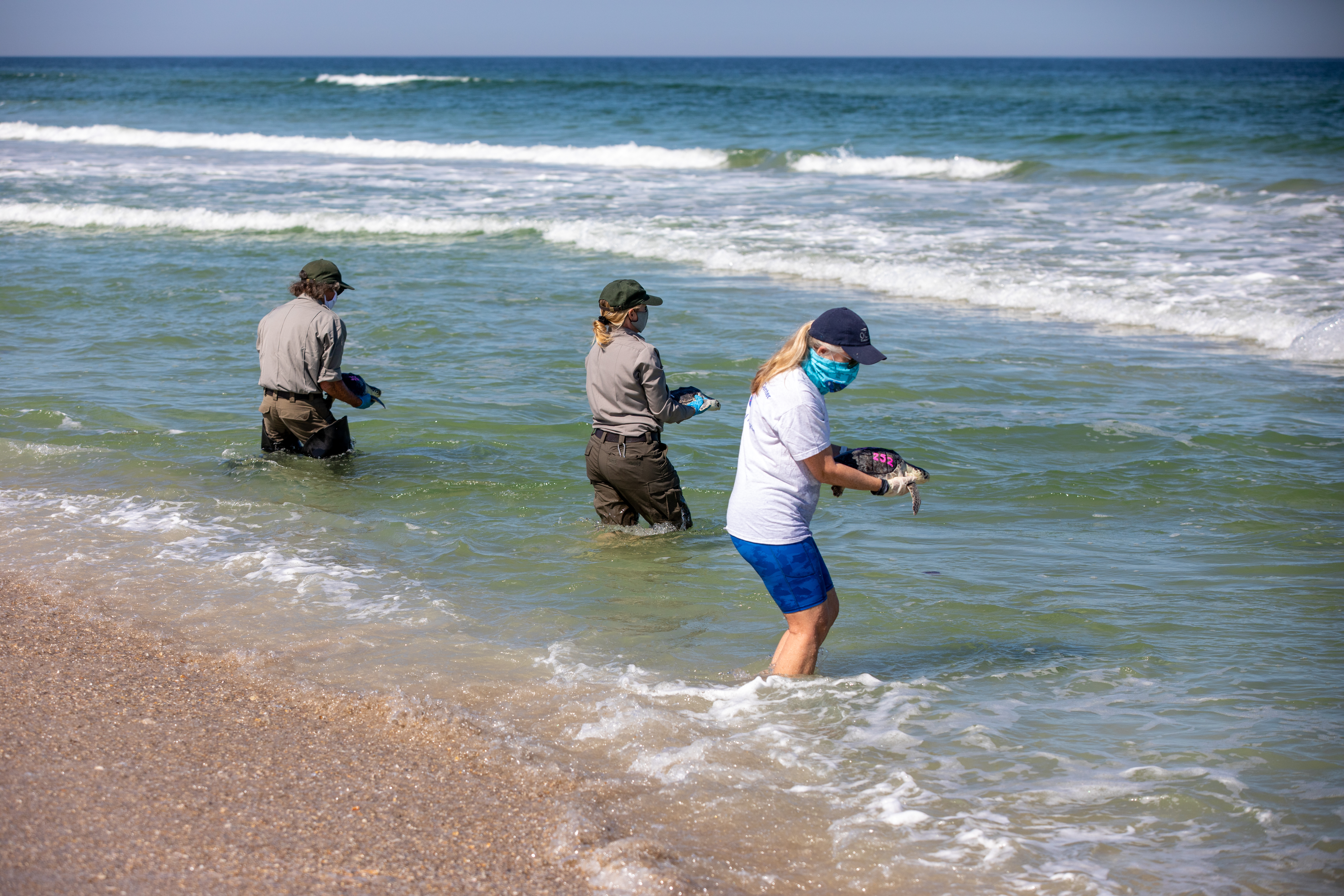 Rescued Sea Turtles Released at Playalinda Beach, Florida