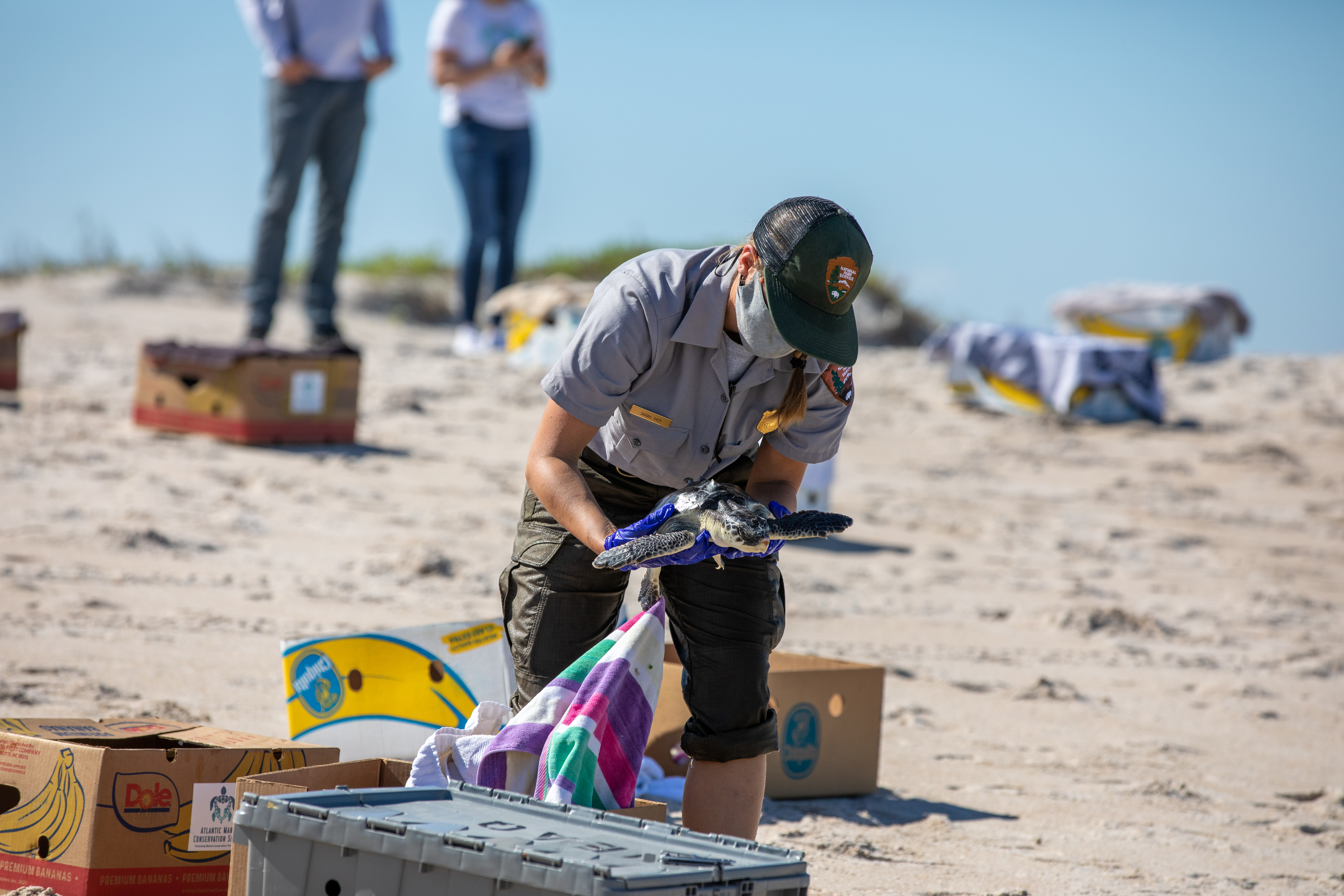 Rescued Sea Turtles Released at Playalinda Beach, Florida