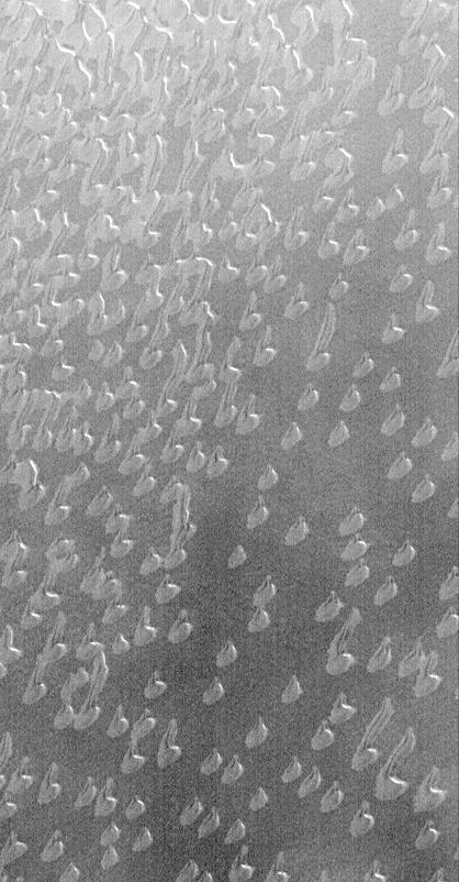 Autumn Frost, North Polar Sand Dunes