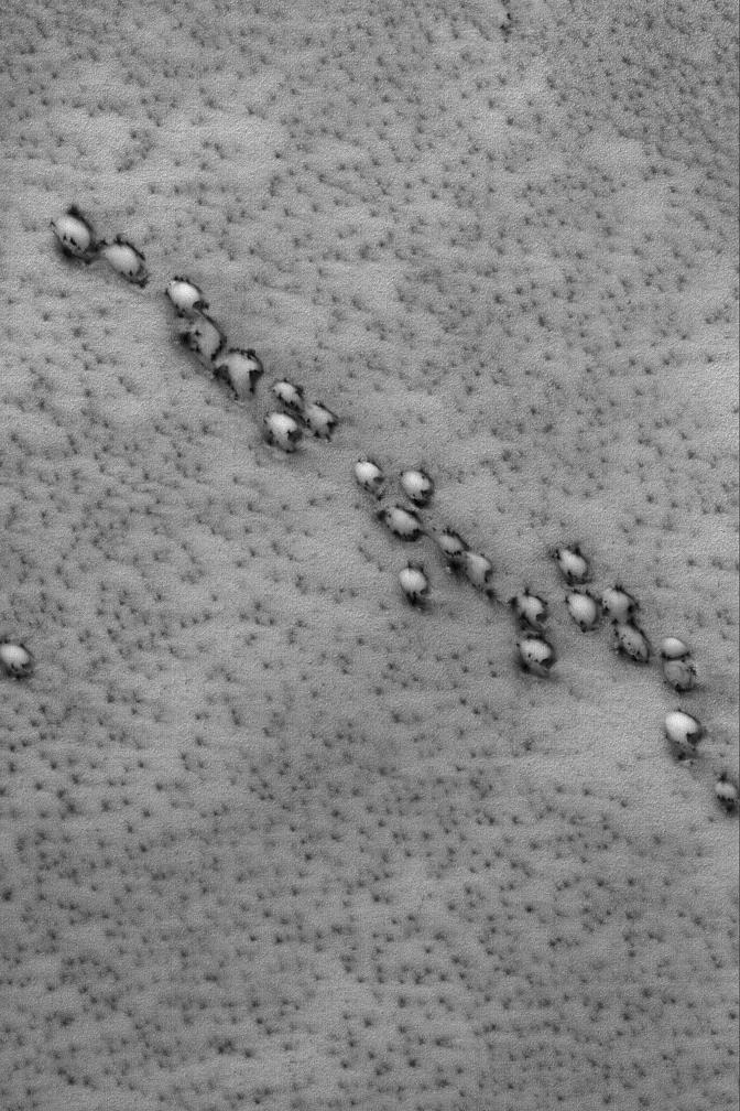 Aligned Defrosting Dunes