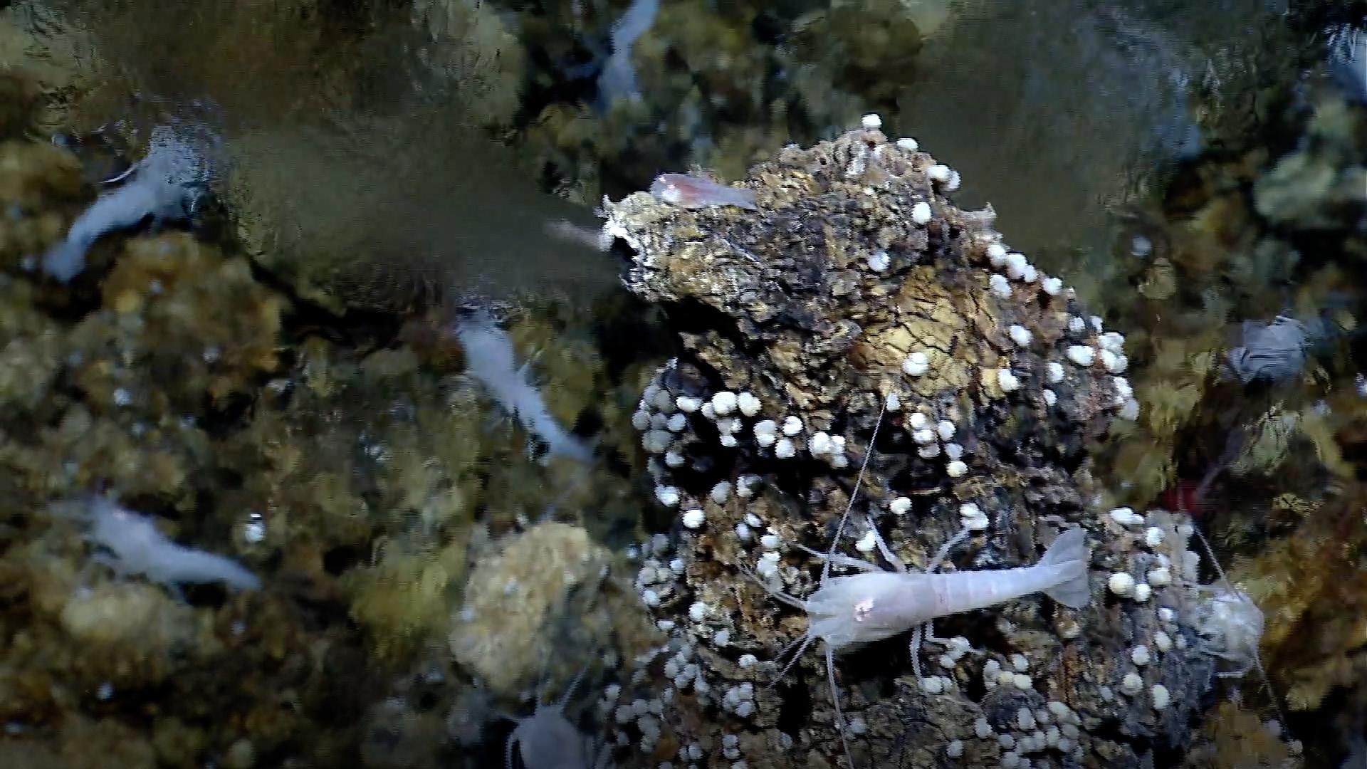 White Smoker Ocean Vents