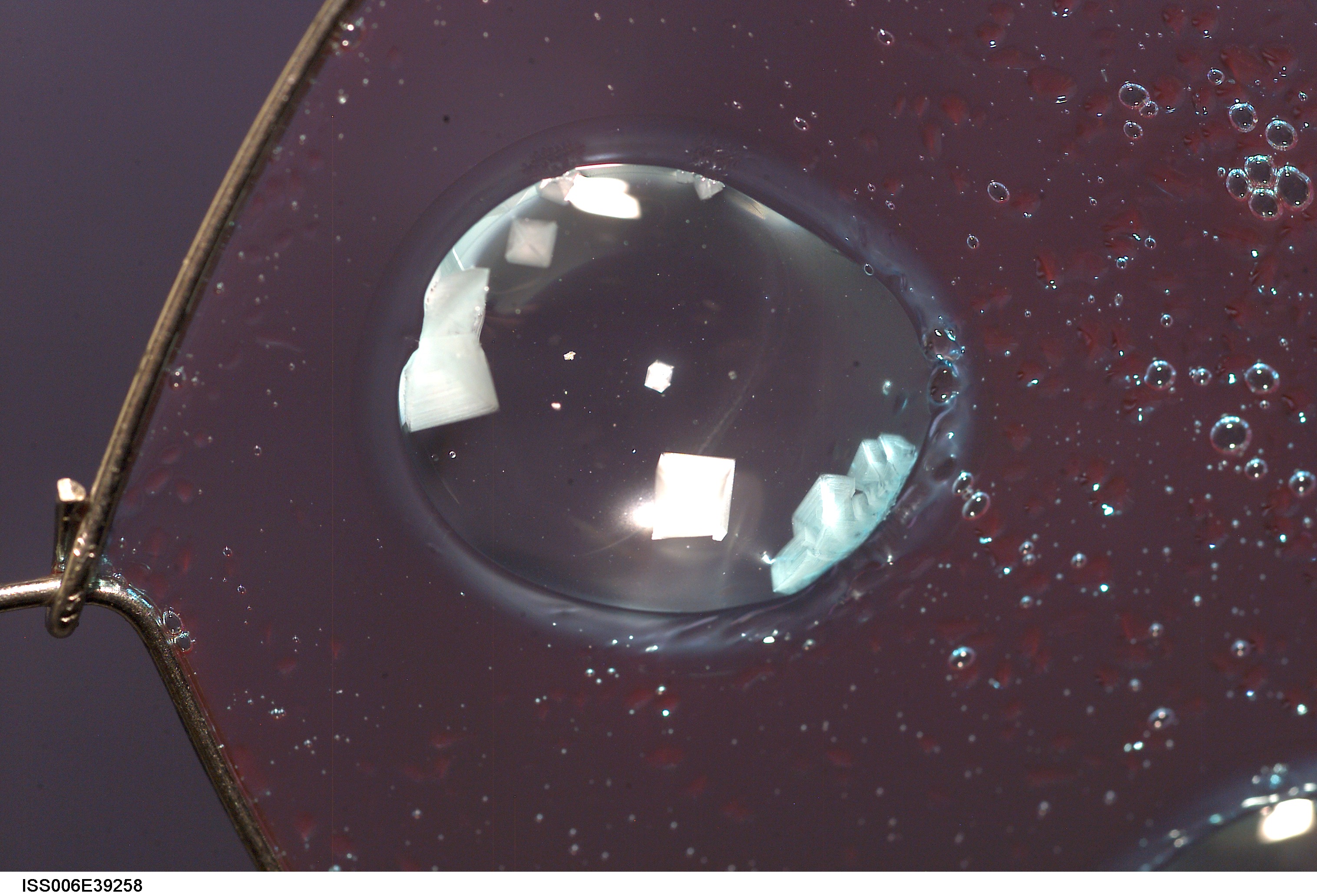 View of Sodium Chloride inserted onto blueberry jelly within a metal loop on Expedition Six
