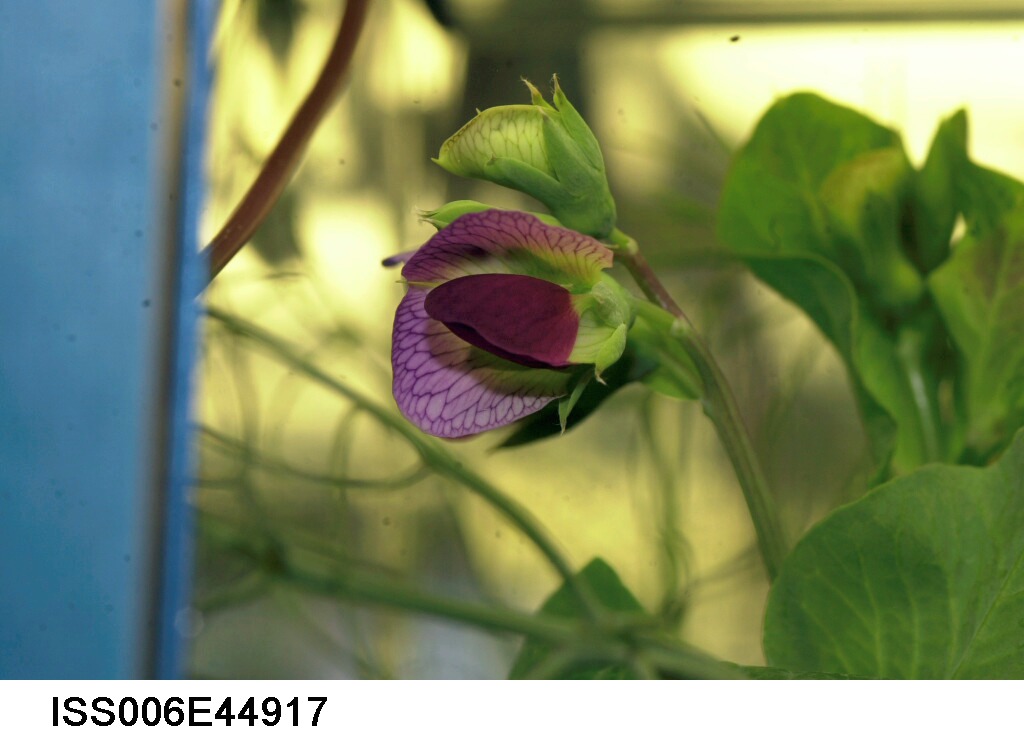 Close-up view of a bloom on the Russian BIO-5 Rasteniya-2/Lada-2 (Plants-2) Plant Growth Experiment