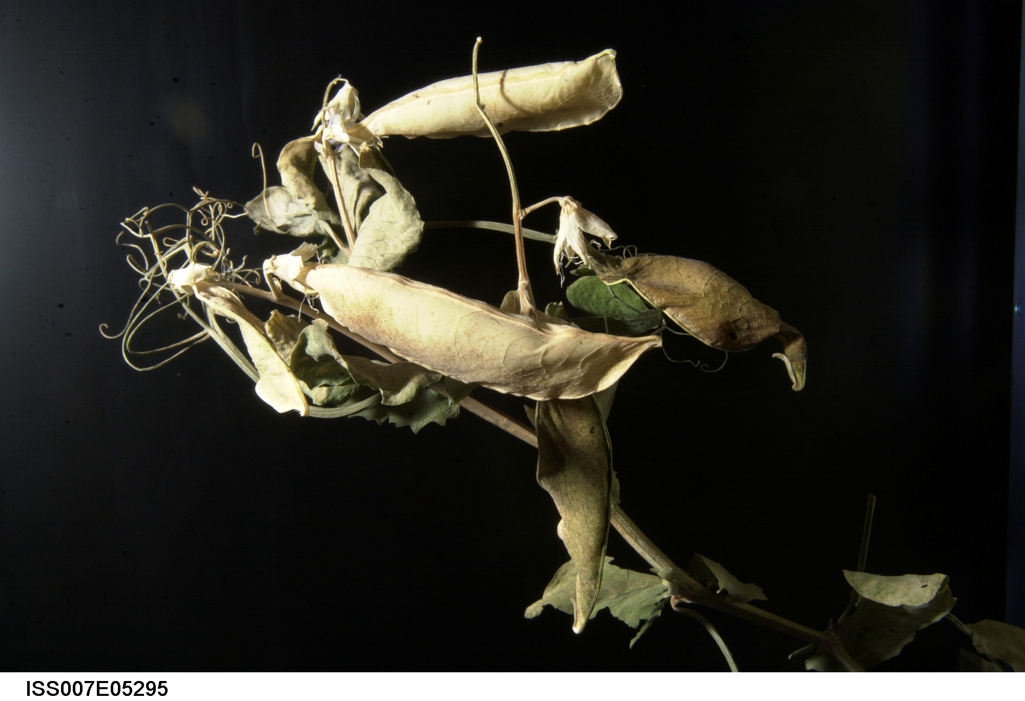Close-up view Pea pods in Russian Lada greenhouse
