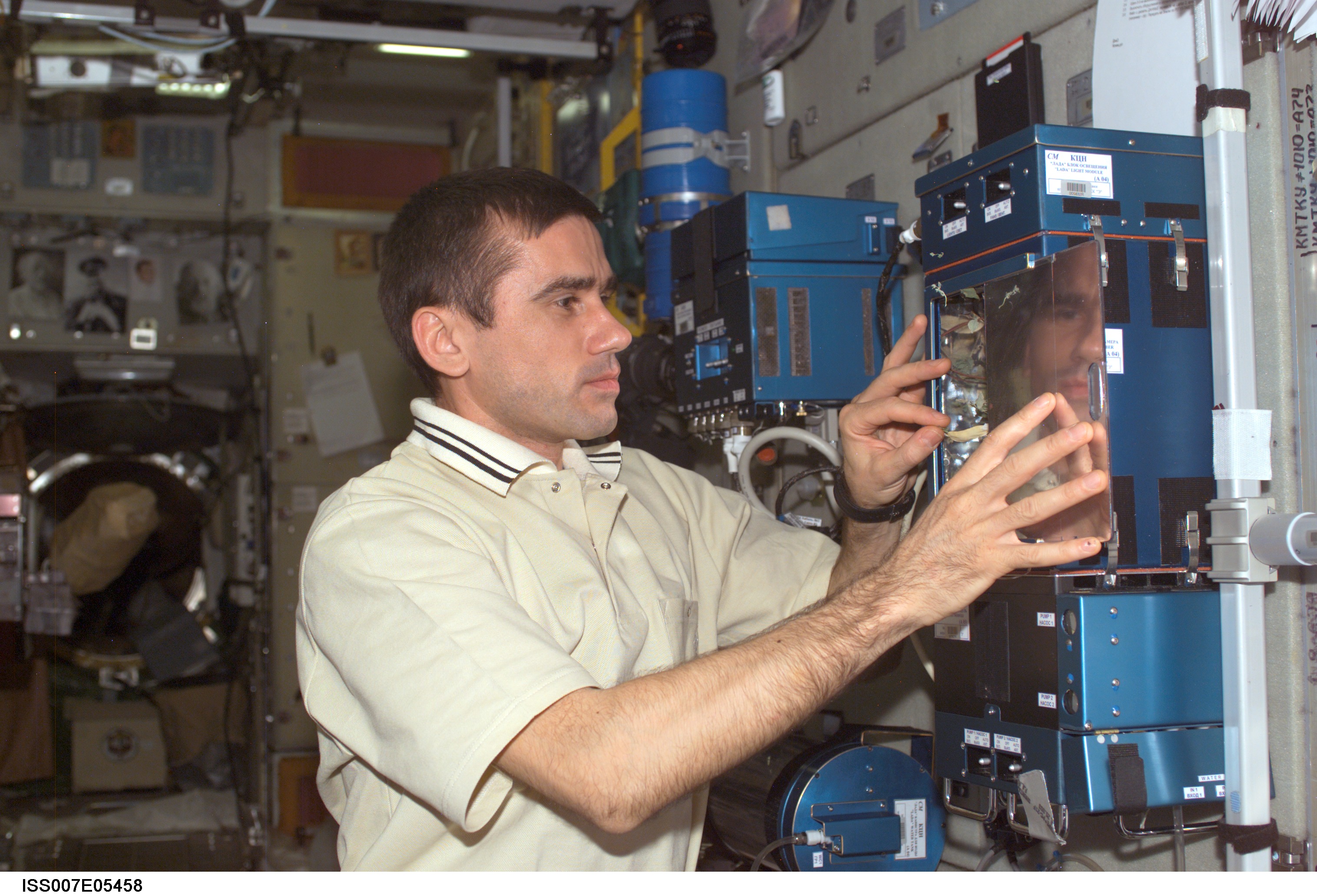 CDR Malenchenko removes pea pods from Lada greenhouse