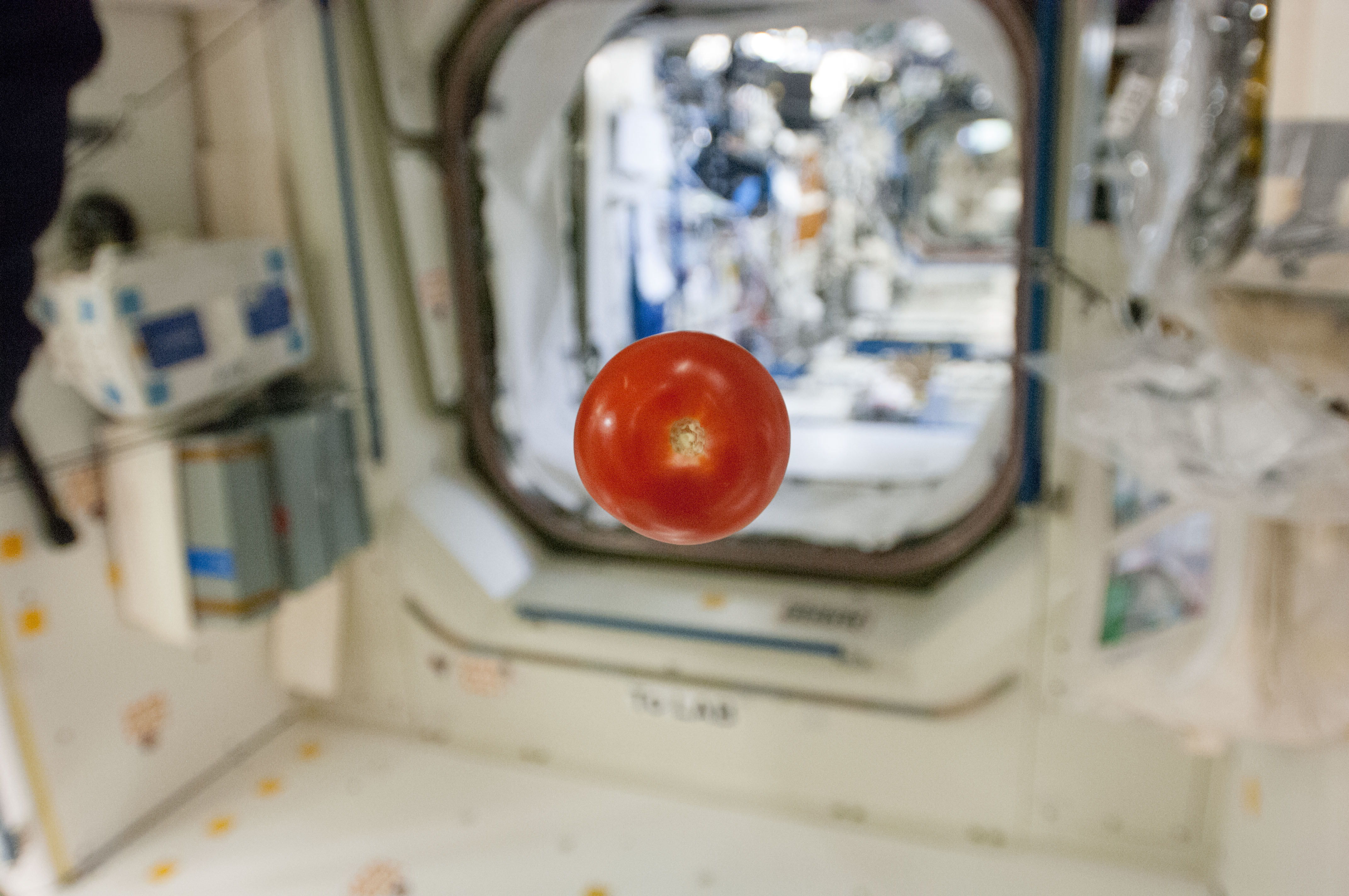 Tomato Floating in Module