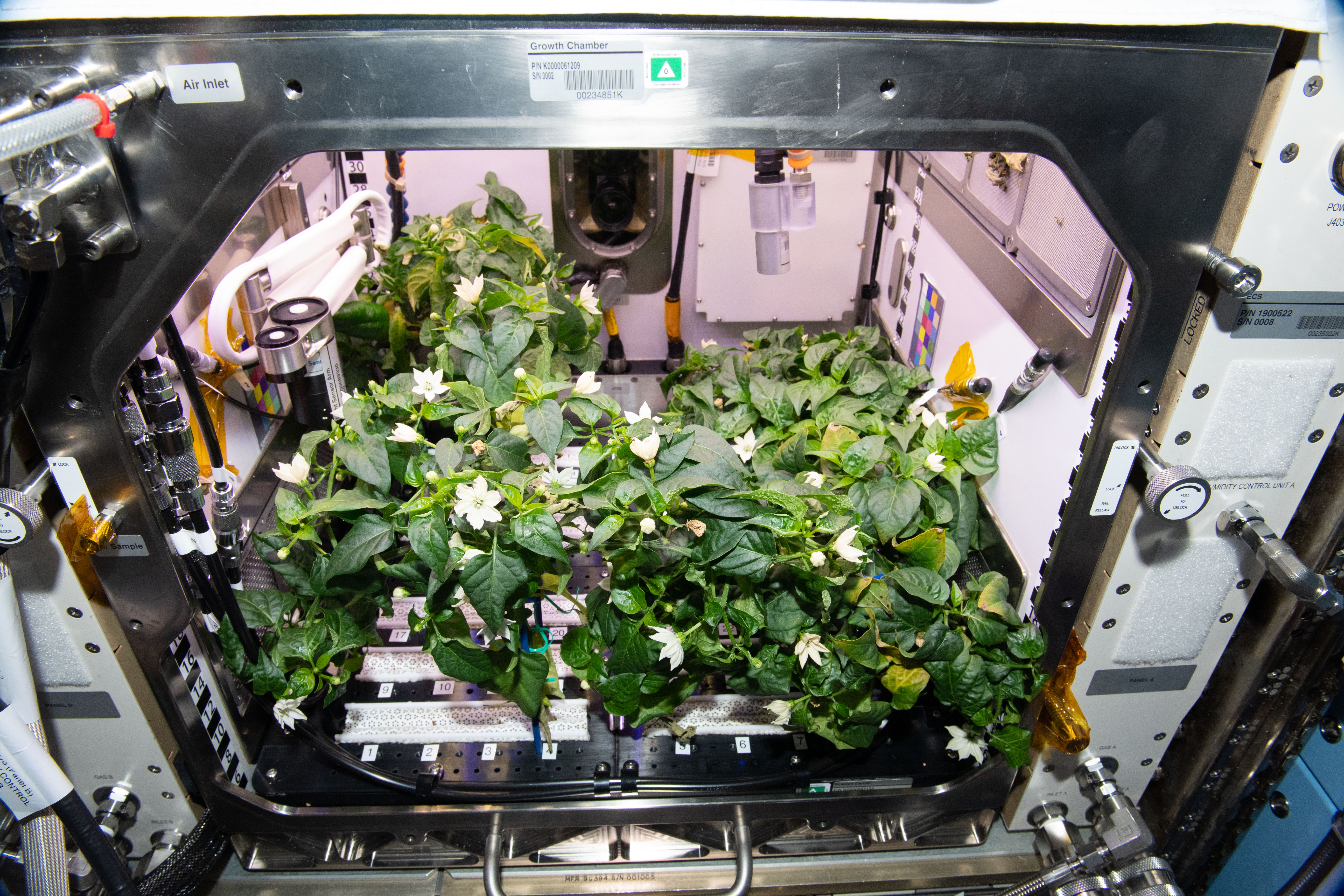 Chile Peppers on ISS