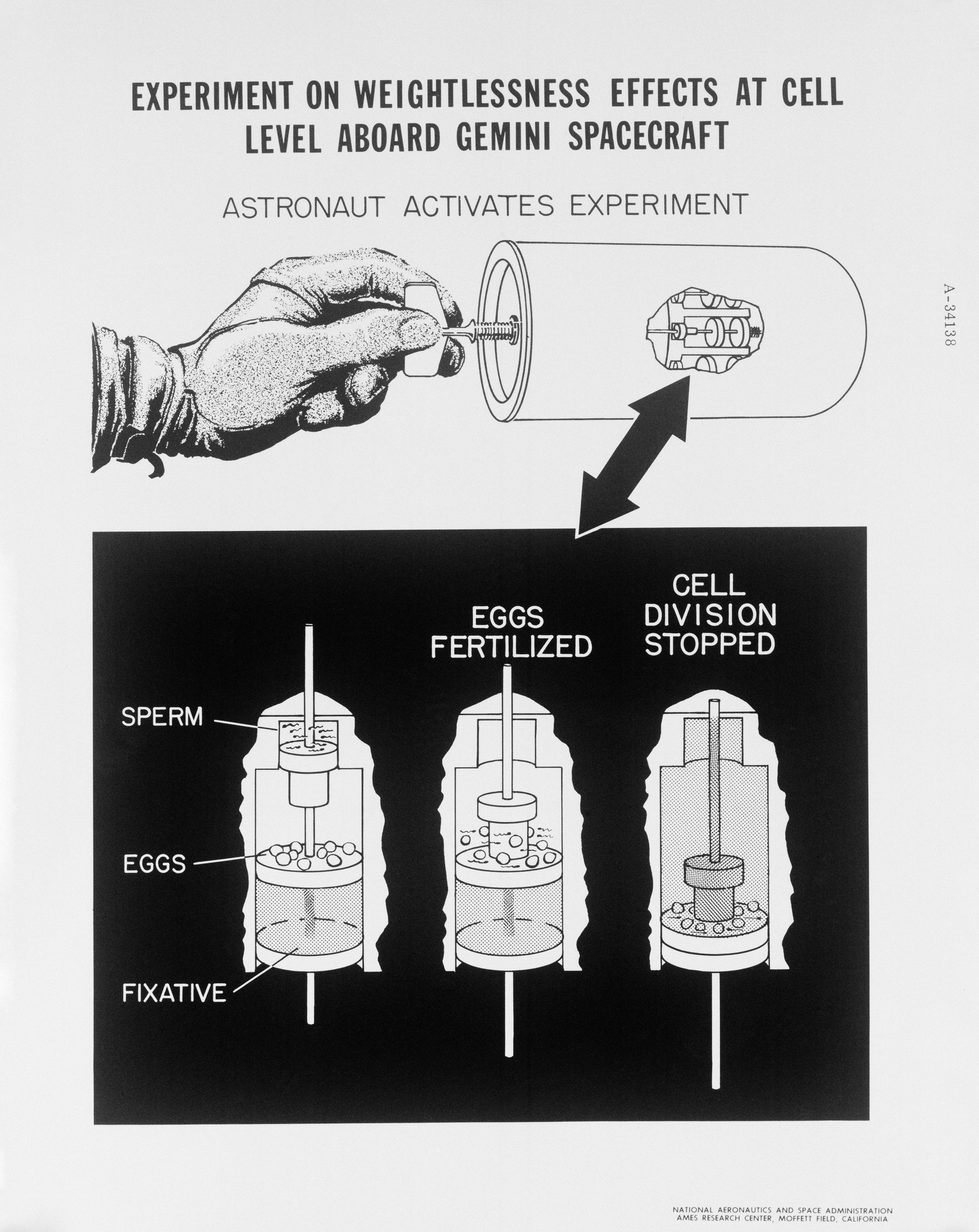 GEMINI-TITAN (GT)-III - WEIGHTLESSNESS EXPERIMENT - AMES RESEARCH CENTER (ARC), CA