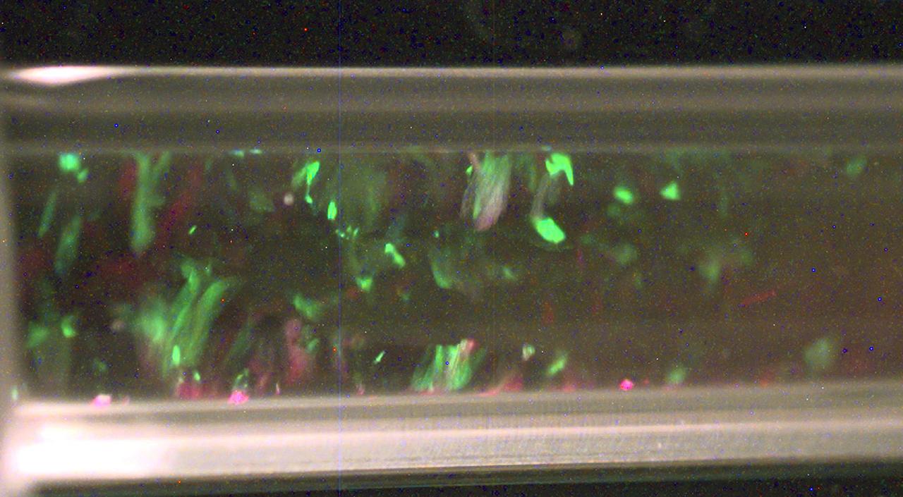 This is an image of a colloidal crystal from the CDOT-2 investigation flown on STS-95. There are so many colloidal particles in this sample that it behaves like a glass. In the laboratory on Earth, the sample remained in an amorphous state, showing no sign of crystal growth. In microgravity the sample crystallized in 3 days, as did the other glassy colloidal samples examined in the CDOT-2 experiment. During the investigation, crystallization occurred in samples that had a volume fraction (number of particles per total volume) larger than the formerly reported glass transition of 0.58. This has great implications for theories of the structural glass transition. These crystals were strong enough to survive space shuttle re-entry and landing.