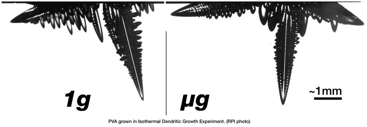 The Isothermal Dendritic Growth Experiment (IDGE), flown on three Space Shuttle missions, is yielding new insights into virtually all industrially relevant metal and alloy forming operations. IDGE used transparent organic liquids that form dendrites (treelike structures) similar to those inside metal alloys. Comparing Earth-based and space-based dendrite growth velocity, tip size and shape provides a better understanding of the fundamentals of dentritic growth, including gravity's effects. Shalowgraphic images of pivalic acid (PVA) dendrites forming from the melt show the subtle but distinct effects of gravity-driven heat convection on dentritic growth. In orbit, the dendrite grows as its latent heat is liberated by heat conduction. This yields a blunt dendrite tip. On Earth, heat is carried away by both conduction and gravity-driven convection. This yields a sharper dendrite tip. In addition, under terrestrial conditions, the sidebranches growing in the direction of gravity are augmented as gravity helps carry heat out of the way of the growing sidebranches as opposed to microgravity conditions where no augmentation takes place. IDGE was developed by Rensselaer Polytechnic Institute and NASA/Glenn Research Center. Advanced follow-on experiments are being developed for flight on the International Space Station. Photo Credit: NASA/Glenn Research Center