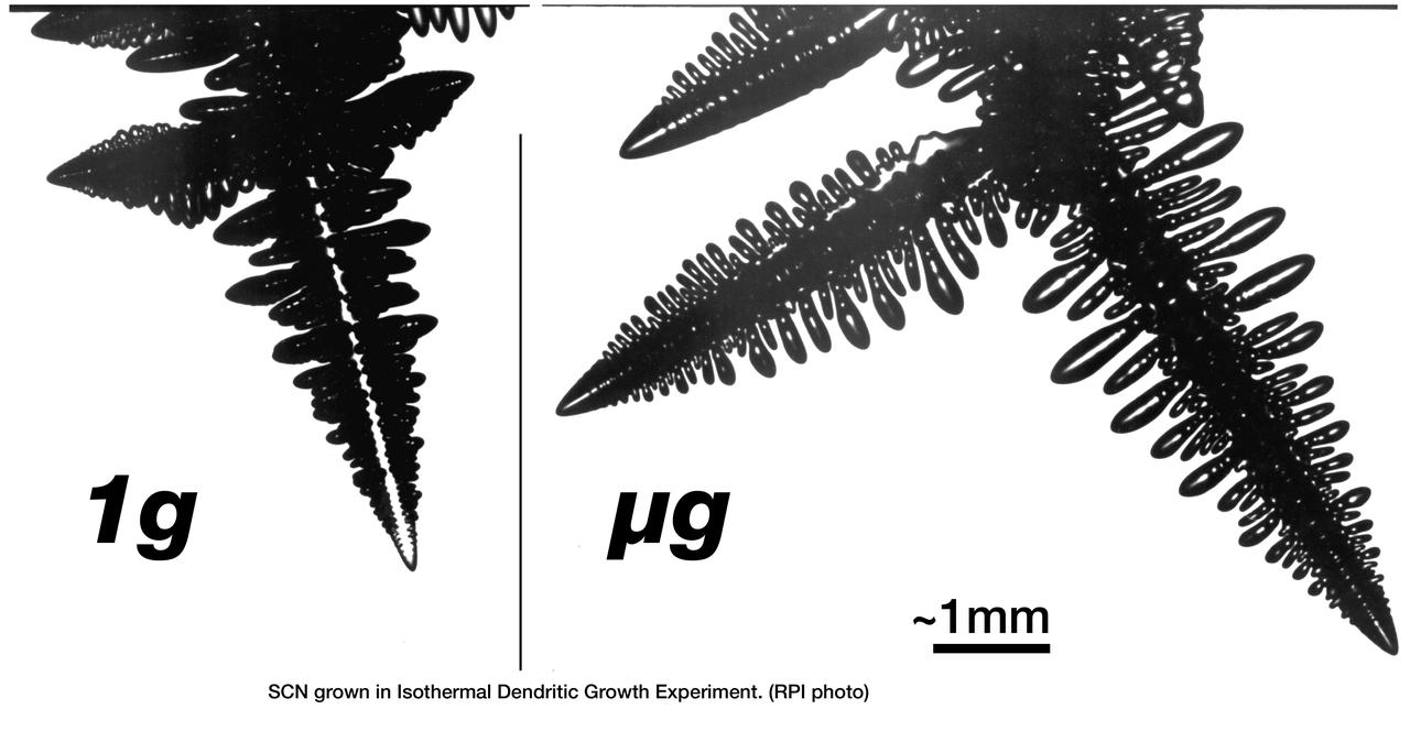 The Isothermal Dendritic Growth Experiment (IDGE), flown on three Space Shuttle missions, is yielding new insights into virtually all industrially relevant metal and alloy forming operations. IDGE used transparent organic liquids that form dendrites (treelike structures) similar to the crystals that form inside metal alloys. Comparing Earth-based and space-based dentrite growth velocity, tip size and shape provid a better understanding of the fundamentals of dentritic growth, including gravity's effects. These shadowgraphic images show succinonitrile (SCN) dentrites growing in a melt (liquid). The space-grown crystals also have cleaner, better defined sidebranches. IDGE was developed by Rensselaer Polytechnic Institude (RPI) and NASA/ Glenn Research Center(GRC). Advanced follow-on experiments are being developed for flight on the International Space Station. Photo gredit: NASA/Glenn Research Center