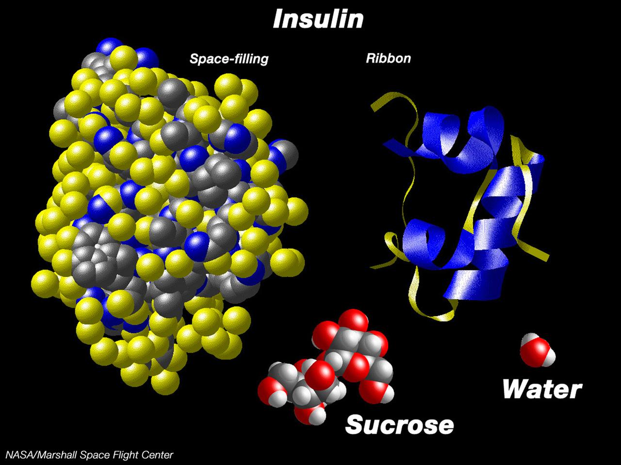 This computer graphic depicts the relative complexity of crystallizing large proteins in order to study their structures through x-ray crystallography. Insulin is a vital protein whose structure has several subtle points that scientists are still trying to determine. Large molecules such as insuline are complex with structures that are comparatively difficult to understand. For comparison, a sugar molecule (which many people have grown as hard crystals in science glass) and a water molecule are shown. These images were produced with the Macmolecule program. Photo credit: NASA/Marshall Space Flight Center (MSFC)