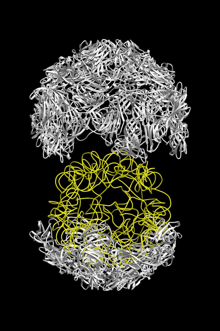 The structure of the Satellite Tobacco Mosaic Viurus (STMV)--one of the smallest viruses known--has been successfully reduced using STMV crystals grown aboard the Space Shuttle in 1992 and 1994. The STMV crystals were up to 30 times the volume of any seen in the laboratory. At the time they gave the best resolution data ever obtained on any virus crystal. STMV is a small icosahedral plant virus, consisting of a protein shell made up of 60 identical protein subunits of molecular weight 17,500. Particularly noteworthy is the fact that, in contrast to the crystals grown on Earth, the crystals grown under microgravity conditions were visually perfect, with no striations or clumping of crystals. Furthermore, the x-ray diffraction data obtained from the space-grown crystals was of a much higher quality than the best data available at that time from ground-based crystals. This stylized ribbon model shows the protein coat in white and the nucleic acid in yellow. STMV is used because it is a simple protein to work with; studies are unrelated to tobacco. Credit: Dr. Alex McPherson, University of California at Irvin. 
