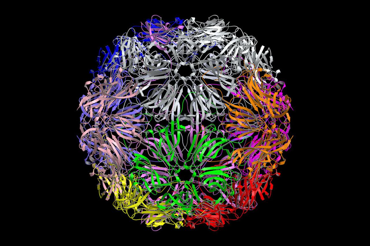The structure of the Satellite Tobacco Mosaic Virus (STMV)--one of the smallest viruses known--has been successfully deduced using STMV crystals grown aboard the Space Shuttle in 1992 and 1994. The STMV crystals were up to 30 times the volume of any seen in the laboratory. At the same time they gave the best resolution data ever obtained on any virus crystal. STMV is a small icosahedral plant virus, consisting of a protein shell made up of 60 identical protein subunits of molecular weight 17,500. Particularly noteworthy is the fact that, in contrast to the crystal grown on Earth, the crystals grown under microgravity conditions were viusally perfect, with no striations or clumping of crystals. Furthermore, the X-ray diffraction data obtained from the space-grown crystals was of a much higher quality than the best data available at that time from ground-based crystals. This computer model shows the external coating or capsid. STMV is used because it is a simple protein to work with; studies are unrelated to tobacco. Credit: Dr. Alex McPherson, Univeristy of California at Irvin.
