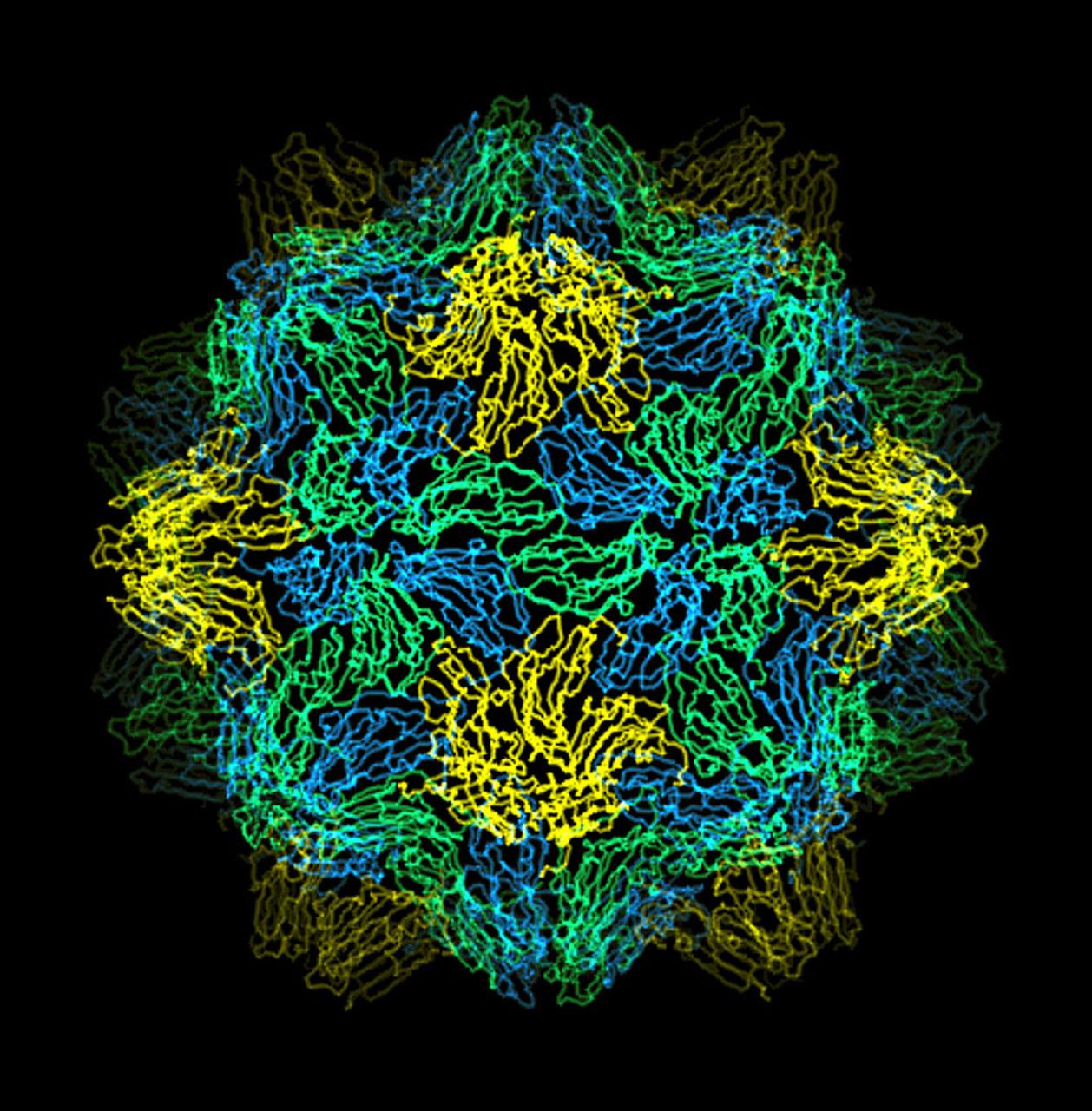 The bumpy exterior of the turnip yellow mosaic virus (TYMV) protein coat, or capsid, was defined in detail by Dr. Alexander McPherson of the University of California, Irvin using protein crystallized in space for analysis on Earth. TYMV is an icosahedral virus constructed from 180 copies of the same protein arranged into 12 clusters of five proteins (pentamers), and 20 clusters of six proteins (hexamers). The final TYMV structure led to the enexpected hypothesis that the virus release its RNA by essentially chemical-mechanical means. Most viruses have farly flat coats, but in TYMV, the fold in each protein, called the jellyroll, is clustered at the points where the protein pentamers and hexamers join. The jellyrolls are almost standing on end, producing a bumpy surface with knobs at all of the pentamers and hexamers. At the inside surface of the pentamers is a void that is not present at the hexamers. The coating had been seen in early studies of TYMV, but McPhereson's atomic structure shows much more detail. The inside surface is strikingly, and unexpectedly, different than the outside. While the pentamers contain a central viod on the inside, the hexameric units contain peptides liked to each other, forming a ring or, more accurately, rings to fill the voild. Credit: Dr. Alexander McPherson, University of California, Irvine.