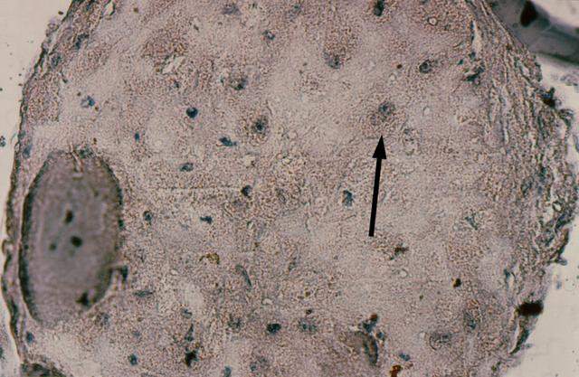 NASA image: Microgravity