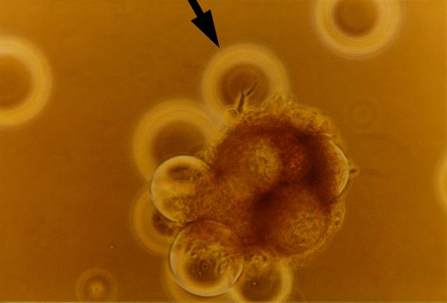 NASA image: Microgravity