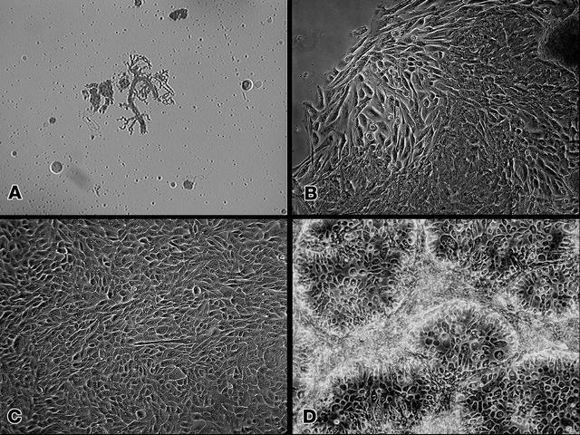 NASA image: Microgravity