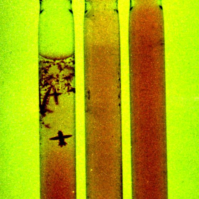 Dr. Alexander Chernov, of the Universities Space Research Association (USRA) and based at Marshall Space Flight Center, is investigating why protein crystals grown in space are, in about 20 percent of cases, better-ordered than those grown on the ground. They are testing the idea that the amount of impurities trapped by space-grown crystals may be different than the amount trapped by crystals grown on Earth because convection is negligible in microgravity. The concentrations or impurities in many space-grown crystals turned out to be several times lower than that in the terrestrial ones, sometimes below the detection limit. The ground-based experiment also showed that the amount of impurities per unit volume of the crystals was usually higher than the amount per unit volume of the solution. This means that a growing crystal actually purifies the solution in its immediate vicinity. Here, an impurity depletion zone is created around apoferritin crystals grown in gel, imitating microgravity conditions.