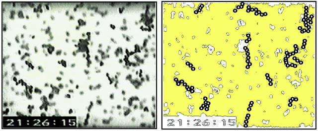 John Marshall, an investigator at Ames Research Center and a principal investigator in the microgravity fluid physics program, is studying the adhesion and cohesion of particles in order to shed light on how granular systems behave. These systems include everything from giant dust clouds that form planets to tiny compressed pellets, such as the ones you swallow as tablets. This knowledge should help us control the grains, dust, and powders that we encounter or use on a daily basis. Marshall investigated electrostatic charge in microgravity on the first and second U.S. Microgravity Laboratory shuttle missions to see how grains aggregate, or stick together. With gravity's effects eliminated on orbit, Marshall found that the grains of sand that behaved ever so freely on Earth now behaved like flour. They would just glom together in clumps and were quite difficult to disperse. That led to an understanding of the prevalence of the electrostatic forces. The granules wanted to aggregate as little chains, like little hairs, and stack end to end. Some of the chains had 20 or 30 grains. This phenomenon indicated that another force, what Marshall believes to be an electrostatic dipole, was at work.(The diagram on the right emphasizes the aggregating particles in the photo on the left, taken during the USML-2 mission in 1995.)