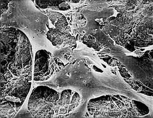 NASA image: Microgravity