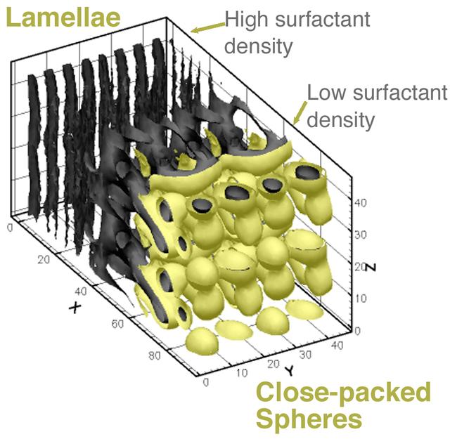 NASA is looking to biological techniques that are millions of years old to help it develop new materials and technologies for the 21st century. Sponsored by NASA, Jeffrey Brinker of the University of New Mexico is studying how multiple elements can assemble themselves into a composite material that is clear, tough, and impermeable. His research is based on the model of how an abalone builds the nacre, also called mother-of-pearl, inside its shell. Strong thin coatings, or lamellae, in Brinker's research are formed when objects are dip-coated. Evaporation drives the self-assembly of molecular aggregates (micelles) of surfactant, soluble silica, and organic monomers and their further self-organization into layered organic and inorganic assemblies.
