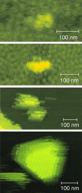 Watching molecules of the iron-storing protein apoferritin come together to form a nucleus reveals some interesting behavior. In this series of images, researchers observed clusters of four molecules at the corners of a diamond shape (top). As more molecules attach to the cluster, they arrange themselves into rods (second from top), and a raft-like configuration of molecules forms the critical nucleus (third from top), suggesting that crystal growth is much slower than it could be were the molecules arranged in a more compact formation. In the final image, a crystallite consisting of three layers containing approximately 60 to 70 molecules each is formed. Atomic force microscopy made visualizing the process of nucleation possible for the first time. The principal investigator is Peter Vekilov, of the University of Alabama in Huntsville. Vekilov's team at UAH studies protein solutions as they change phases from liquids to crystalline solids. They want to know if the molecules in the solution interact with one another, and if so, how, from the perspectives of thermodynamics and kinetics. They want to understand which forces -- electrical, electrostatic, hydrodynamic, or other kinds of forces -- are responsible for the interactions. They also study nucleation, the begirning stage of crystallization. This process is important to understand because it sets the stage for crystal growth in all kinds of solutions and liquid melts that are important in such diverse fields as agriculture, medicine, and the fabrication of metal components. Nucleation can determine the rate of crystal growth, the number of crystals that will be formed, and the quality and size of the crystals.