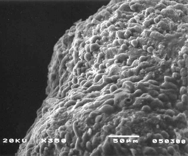 NASA image: Biotechnology