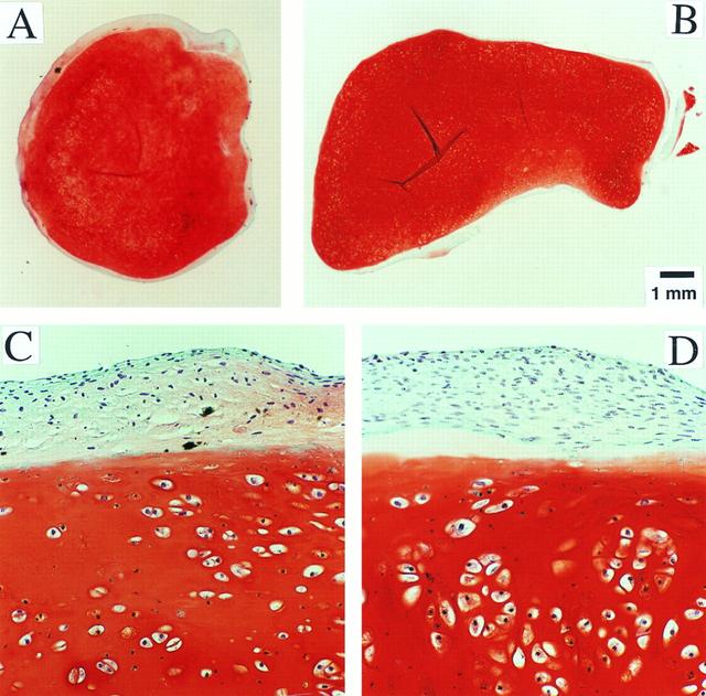 Dr. Lisa E. Freed of the Massachusetts Institute of Technology and her colleagues have reported that initially disc-like specimens of cartilage tend to become spherical in space, demonstrating that tissues can grow and differentiate into distinct structures in microgravity. The Mir Increment 3 (Sept. 16, 1996 - Jan. 22, 1997) samples were smaller, more spherical, and mechanically weaker than Earth-grown control samples. These results demonstrate the feasibility of microgravity tissue engineering and may have implications for long human space voyages and for treating musculoskeletal disorders on earth. Constructs grown on Mir (A) tended to become more spherical, whereas those grown on Earth (B) maintained their initial disc shape. These findings might be related to differences in cultivation conditions, i.e., videotapes showed that constructs floated freely in microgravity but settled and collided with the rotating vessel wall at 1g (Earth's gravity). In particular, on Mir the constructs were exposed to uniform shear and mass transfer at all surfaces such that the tissue grew equally in all directions, whereas on Earth the settling of discoid constructs tended to align their flat circular areas perpendicular to the direction of motion, increasing shear and mass transfer circumferentially such that the tissue grew preferentially in the radial direction. A and B are full cross sections of constructs from Mir and Earth groups shown at 10-power. C and D are representative areas at the construct surfaces enlarged to 200-power. They are stained red with safranin-O. NASA-sponsored bioreactor research has been instrumental in helping scientists to better understand normal and cancerous tissue development. The work is sponsored by NASA's Office of Biological and Physical Research. The bioreactor is managed by the Biotechnology Cell Science Program at NASA's Johnson Space Center (JSC). Photo credit: Proceedings of the National Academy of Sciences.
