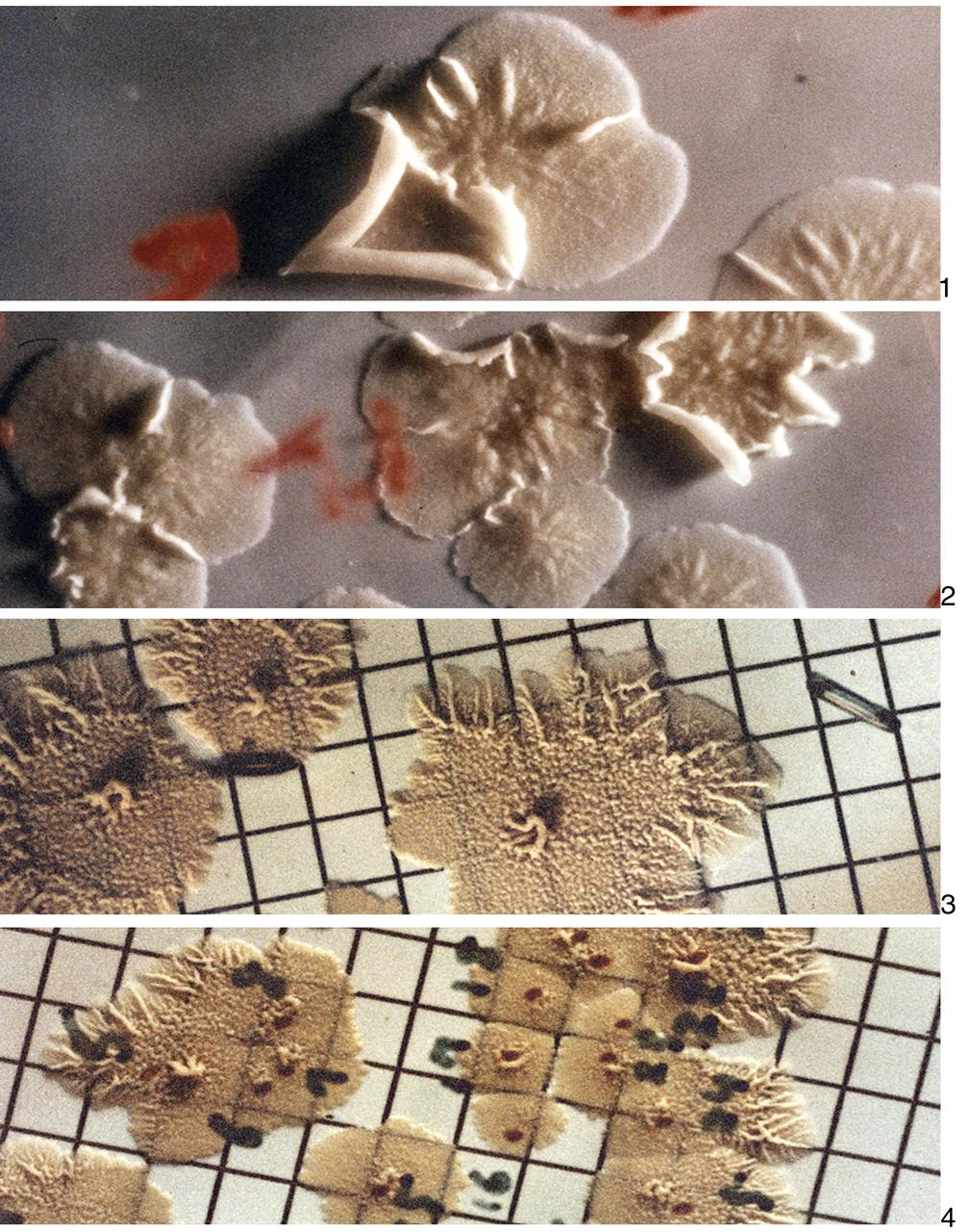 Pictures 1 and 2 show samples of Bacillus Subtillus grown during the first performance of Robert Staehle's experiment (ED-31) aboard Skylab. Pictures 3 and 4 show colonies of the same bacteria that developed during the second performance of the experiment. The experiment ED-31 was proposed by Robert L. Staehle of Rochester, New York to determine the effect of the Skylab environment (particularly weightlessness) on the survival, growth rates, and mutations of certain bacteria and spores. 