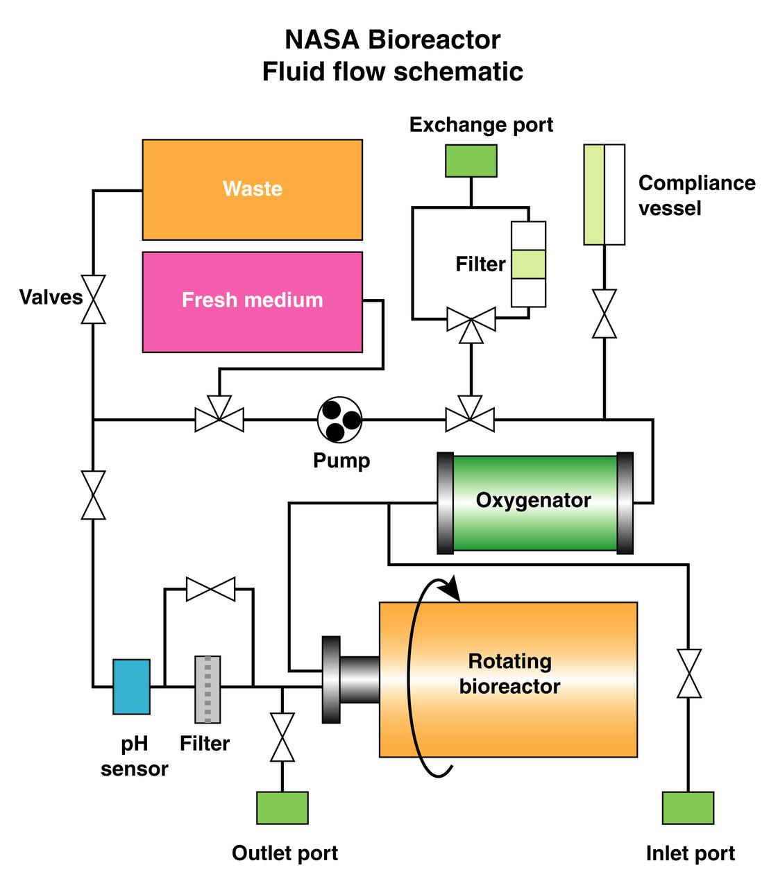 The schematic depicts the major elements and flow patterns inside the NASA Bioreactor system. Waste and fresh medium are contained in plastic bags placed side-by-side so the waste bag fills as the fresh medium bag is depleted. The compliance vessel contains a bladder to accommodate pressure transients that might damage the system. A peristolic pump moves fluid by squeezing the plastic tubing, thus avoiding potential contamination. The work is sponsored by NASA's Office of Biological and Physical Research. The bioreactor is managed by the Biotechnology Cell Science Program at NASA's Johnson Space Center (JSC). NASA-sponsored bioreactor research has been instrumental in helping scientists to better understand normal and cancerous tissue development. In cooperation with the medical community, the bioreactor design is being used to prepare better models of human colon, prostate, breast and ovarian tumors. Cartilage, bone marrow, heart muscle, skeletal muscle, pancreatic islet cells, liver and kidney are just a few of the normal tissues being cultured in rotating bioreactors by investigators.