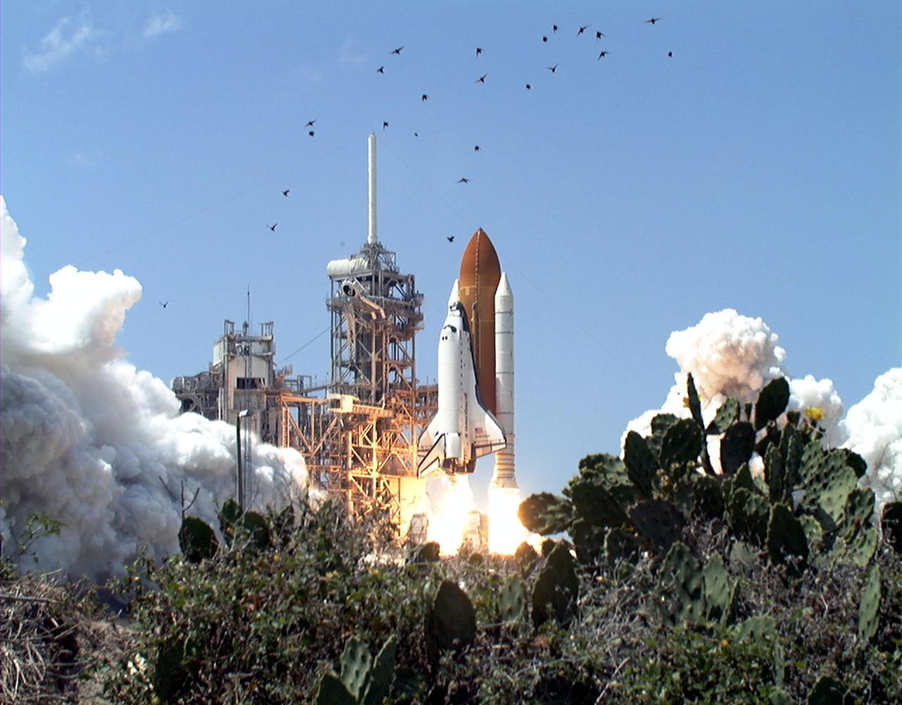 KENNEDY SPACE CENTER, FLA. -- Cactus bloom near Launch Pad 39A where Space Shuttle Endeavour roars into space, startling flocks of birds in the area. Liftoff of the ninth flight to the International Space Station occurred at 2:40:42 p.m. EDT. The 11-day mission will deliver and integrate the Spacelab Logistics Pallet_Launch Deployment Assembly, which includes the Space Station Remote Manipulator System and the UHF Antenna. The mission includes two planned spacewalks for installation of the SSRMS on the Station. Also onboard is the Multi-Purpose Logistics Module Raffaello, carrying resupply stowage racks and resupply_return stowage platforms
