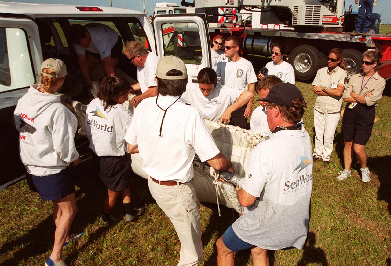 KENNEDY SPACE CENTER, FLA. -- Workers from Sea World, Orlando, Fla., remove a young manatee from the van in order to release it into the Banana River on the north side of the NASA Causeway near KSC. The calf was one of two manatees being released after recovering from injuries. Manatees are frequently seen in the waters around Kennedy Space Center, which is surrounded by the Merritt Island National Wildlife Refuge