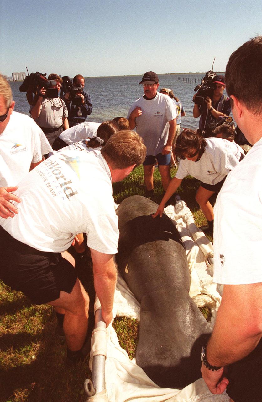 KENNEDY SPACE CENTER, FLA. -- After removing a young manatee from the van that brought it from Sea World, Orlando, Fla., workers get ready for the final step, releasing it into the Banana River behind them. The site is on the north side of the NASA Causeway, near Kennedy Space Center. The calf was one of two manatees being released after recovering from injuries. Manatees are frequently seen in the waters around Kennedy Space Center, which is surrounded by the Merritt Island National Wildlife Refuge