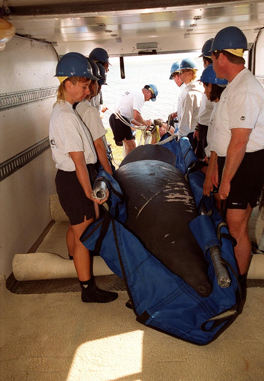 KENNEDY SPACE CENTER, FLA. -- A large adult manatee requires many helpers to lift it out of the van that brought it from Sea World for release into the Banana River. The site is on the north side of the NASA Causeway, near Kennedy Space Center. A calf was also released at the site. Manatees are frequently seen in the waters around Kennedy Space Center, which is surrounded by the Merritt Island National Wildlife Refuge