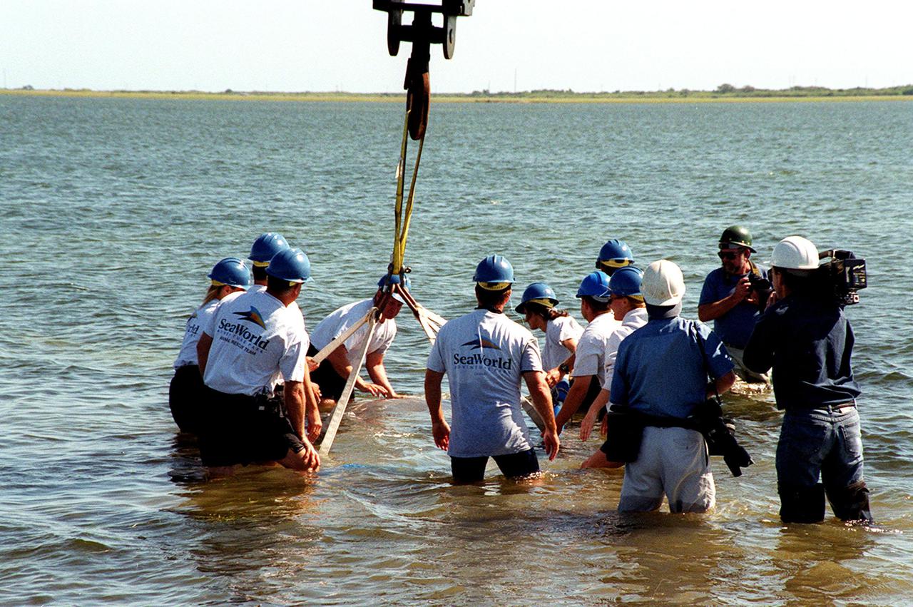 KENNEDY SPACE CENTER, FLA. -- Sea World workers coax a manatee into the Banana River after the hoist and sling it was in relaxes in the water. The site is on the north side of the NASA Causeway, near Kennedy Space Center. The manatee is one of two released after recovering at Sea World from injuries. Manatees are frequently seen in the waters around Kennedy Space Center, which is surrounded by the Merritt Island National Wildlife Refuge