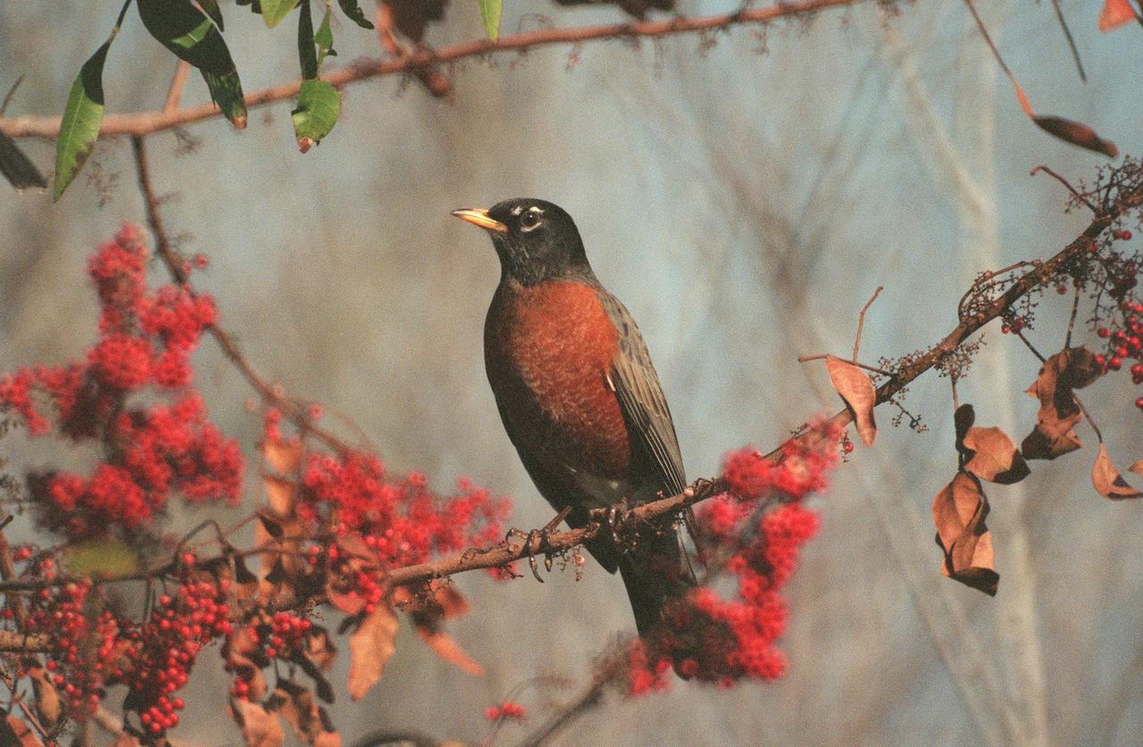 KENNEDY SPACE CENTER, FLA. -- Seen on KSC grounds, a robin pauses in a Brazilian pepper tree filled with red berries. Robins range throughout North America, preferring gardens, open woodland, agricultural land, as well as towns. The birds are usually considered a harbinger of spring, and can be seen in large flocks throughout Florida in January and February, especially as they gather for northern migration. Kennedy Space Center shares a boundary with the Merritt Island National Wildlife Refuge. The Refuge encompasses 92,000 acres that are a habitat for more than 331 species of birds, 31 mammals, 117 fishes, and 65 amphibians and reptiles. The marshes and open water of the refuge provide wintering areas for 23 species of migratory waterfowl, as well as a year-round home for great blue herons, great egrets, wood storks, cormorants, brown pelicans and other species of marsh and shore birds, as well as a variety of insects