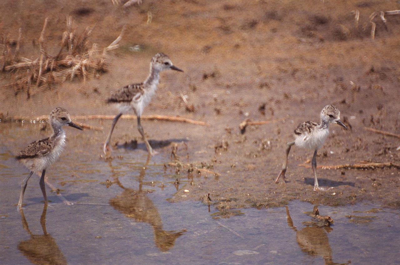 KENNEDY SPACE CENTER, FLA. -- Chicks of the Black-necked Stilt already display the long legs and stride of the adult. The species inhabits salt marshes and shallow coastal bays in the East, as well as freshwater marshes in the West. They are found along the Atlantic Coast from Delaware to northern South America. Adults are black above and white below, with a long neck, very long red legs and a straight, very thin bill. These chicks were photographed in the Merritt Island National Wildlife Refuge, which shares a boundary with Kennedy Space Center. The Refuge encompasses 92,000 acres that are a habitat for more than 331 species of birds, 31 mammals, 117 fishes, and 65 amphibians and reptiles. The marshes and open water of the refuge provide wintering areas for 23 species of migratory waterfowl, as well as a year-round home for great blue herons, great egrets, wood storks, cormorants, brown pelicans and other species of marsh and shore birds, as well as a variety of insects